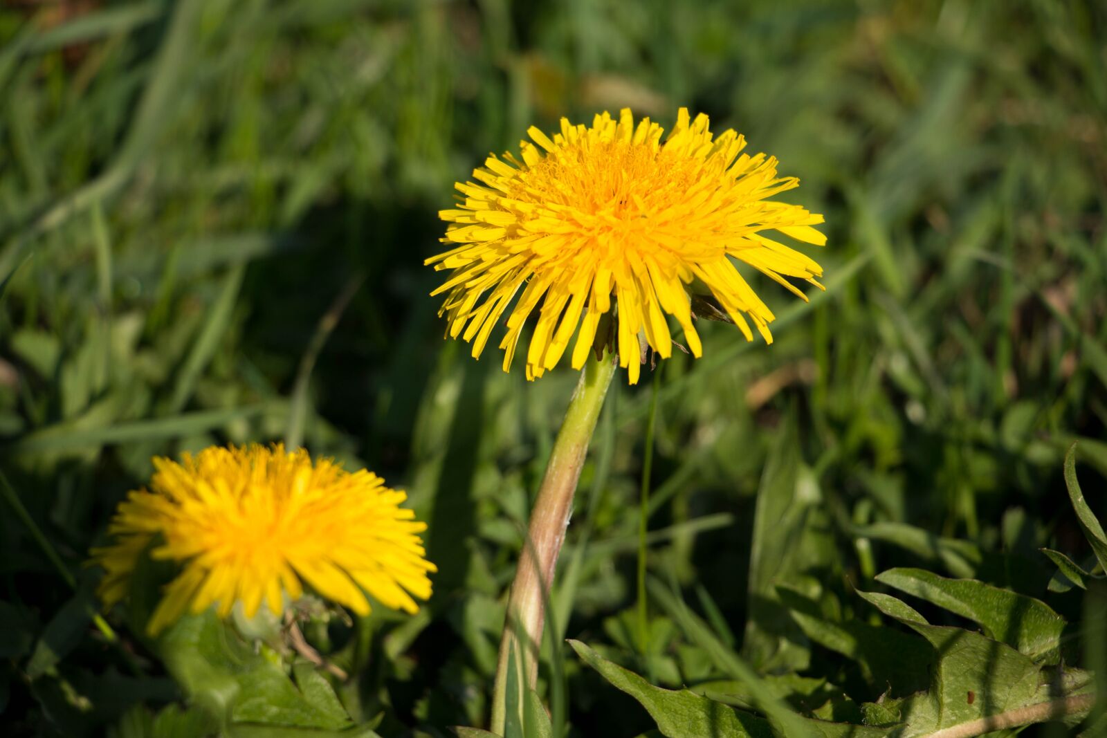Canon EOS 70D sample photo. Dandelion, yellow, blossom photography