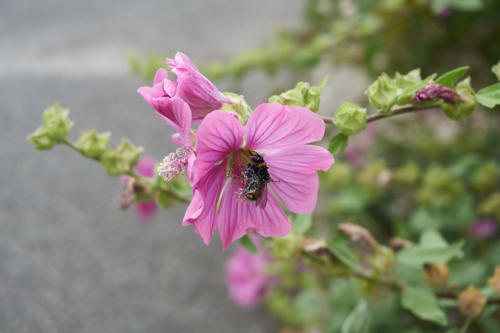 Sony a6000 sample photo. Flower, nature, plant photography