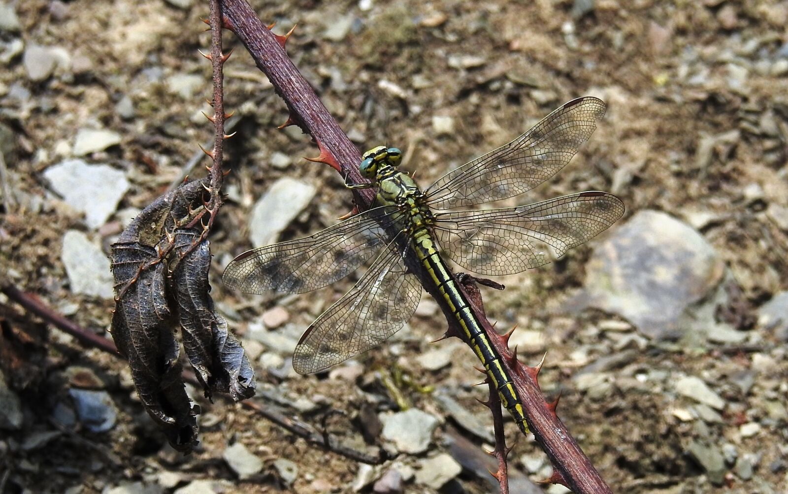 Nikon Coolpix P900 sample photo. Summer, insect, dragonflies photography