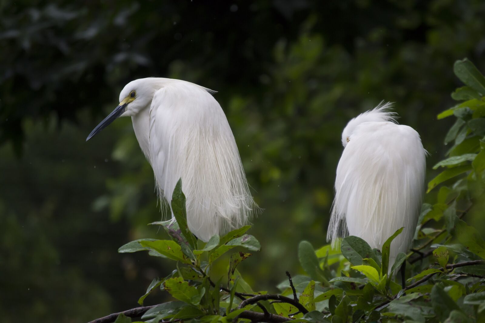 Nikon D3100 sample photo. Animals, avian, beak photography