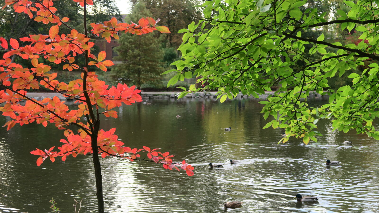 Canon PowerShot G7 X sample photo. Autumn, seasons, nature, park photography