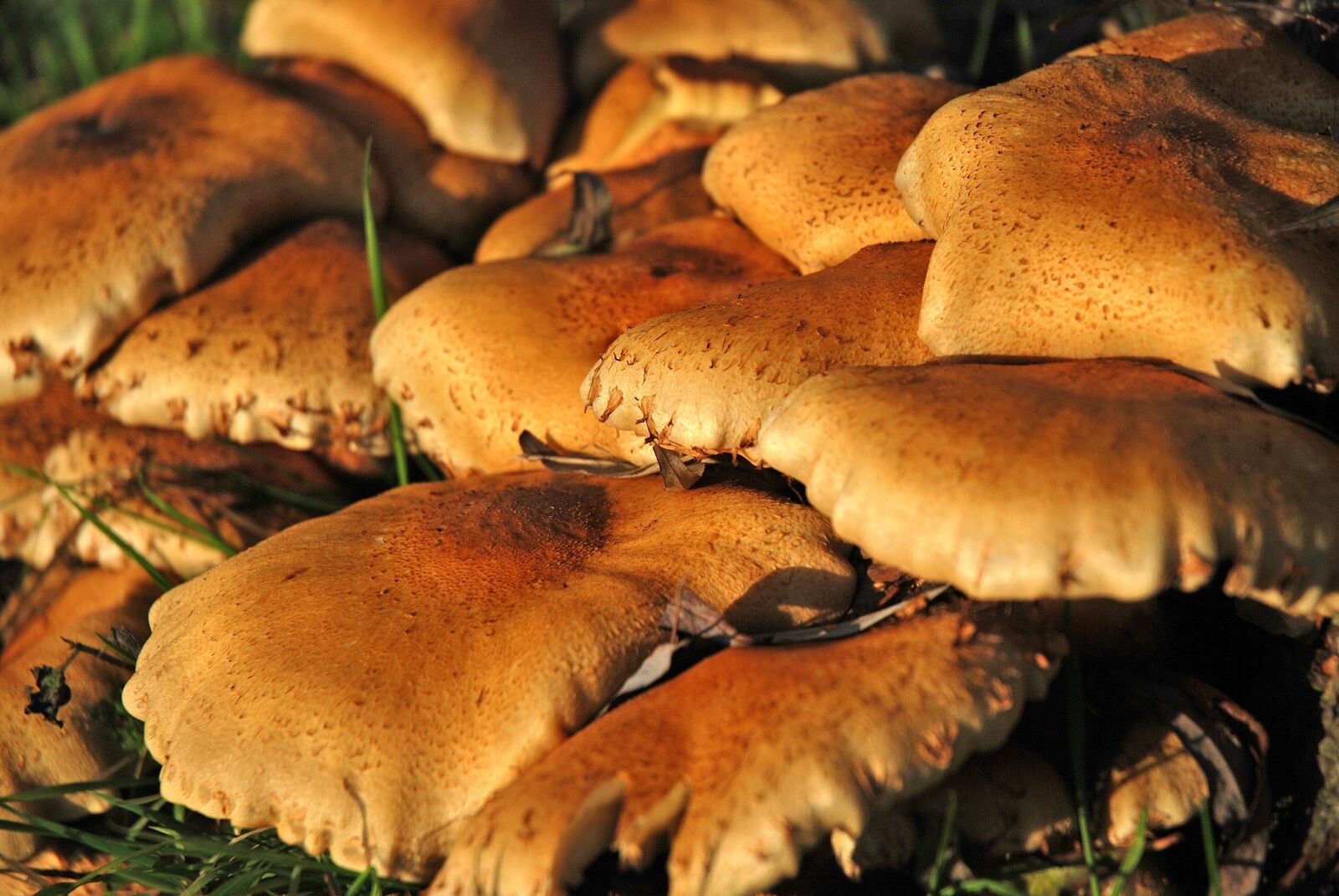 Nikon D80 sample photo. Mushrooms, autumn, brown photography