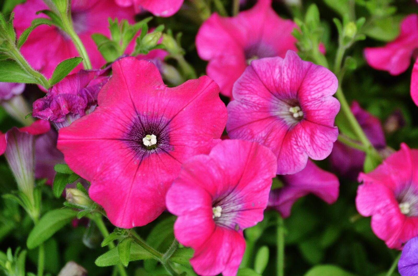 Nikon D7000 sample photo. Flowers, plant, nature photography