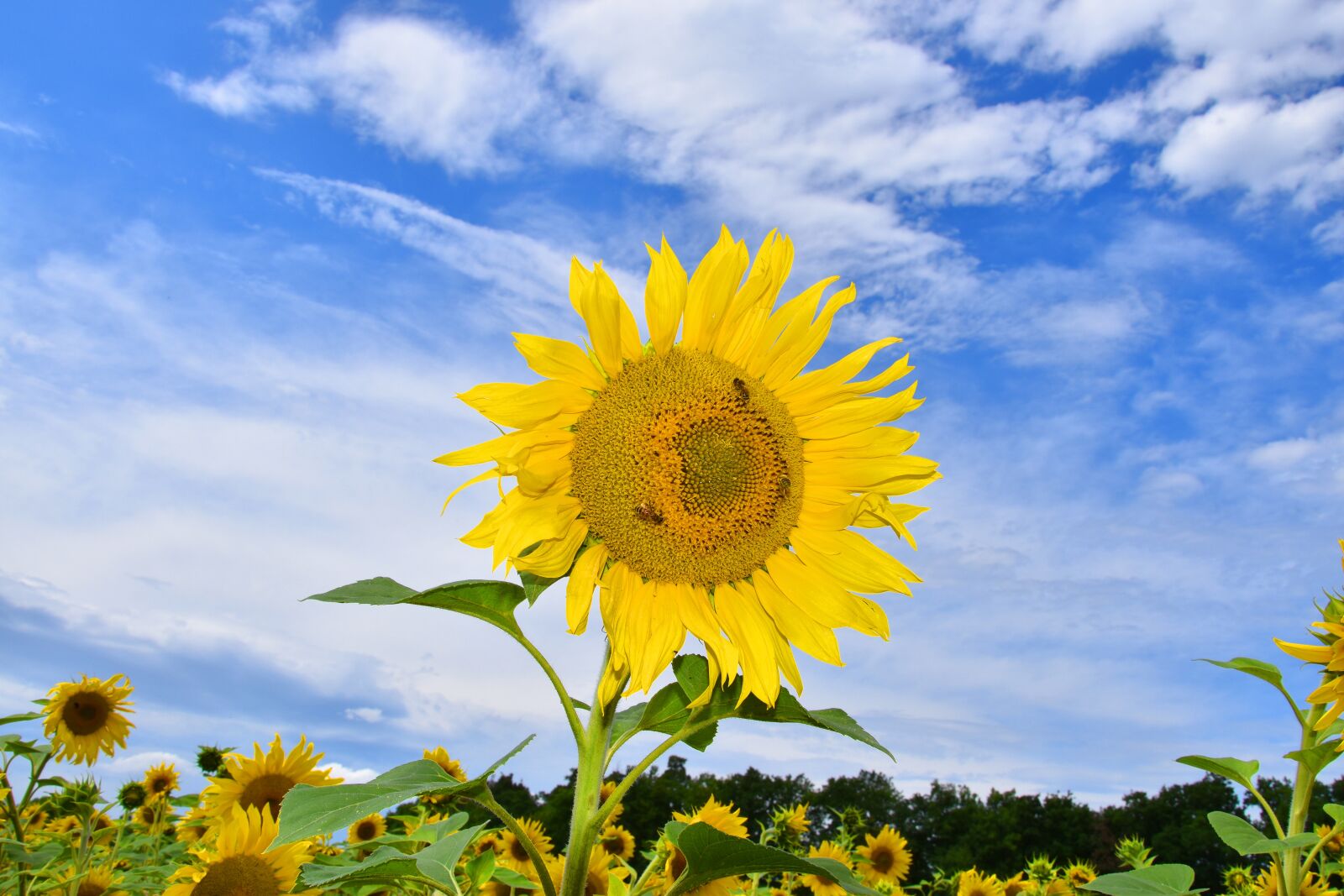 Nikon D5500 sample photo. Sunflower, sunflower field, nature photography