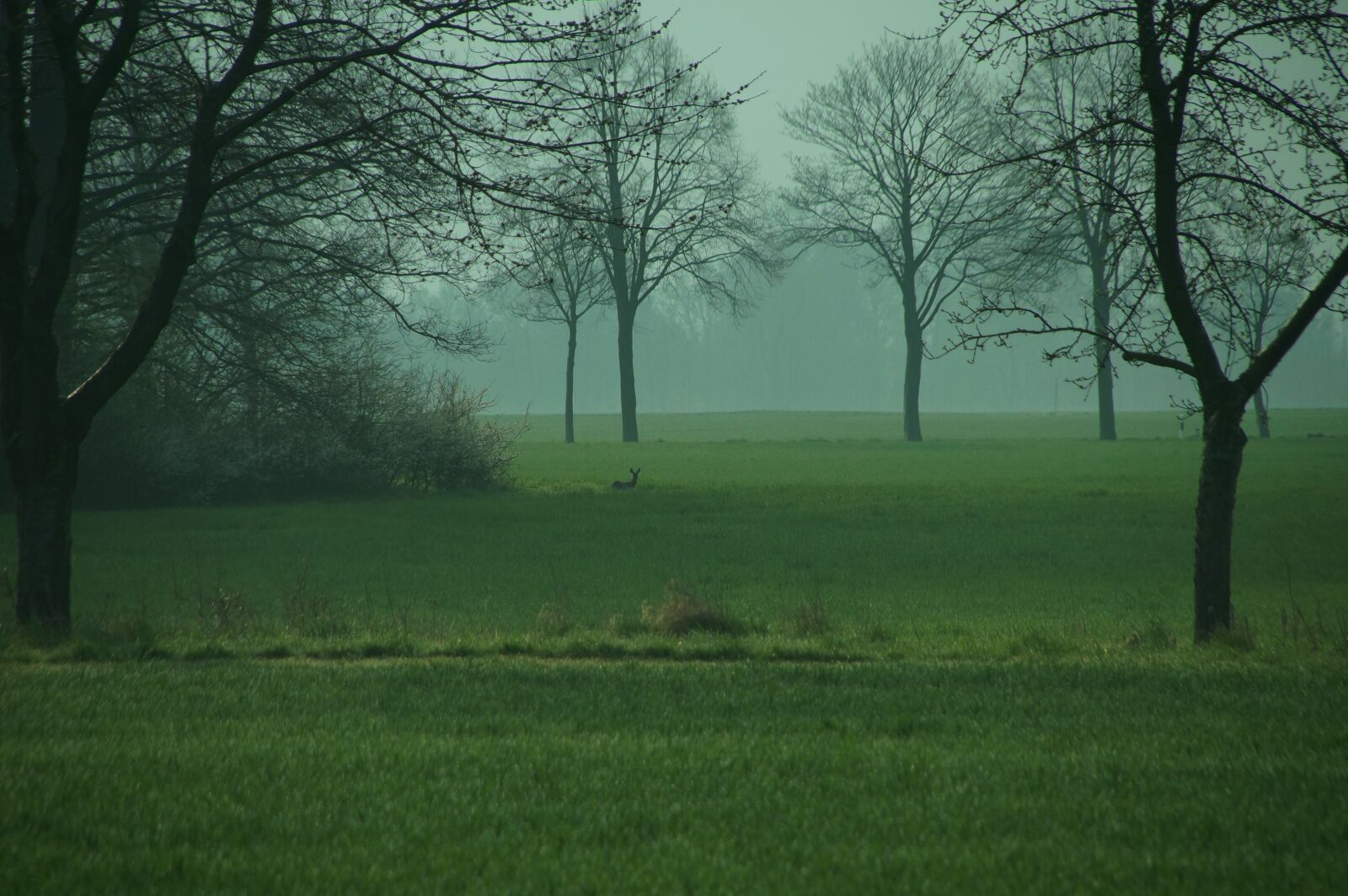 Sony SLT-A57 sample photo. Landscape, meadow, roe deer photography