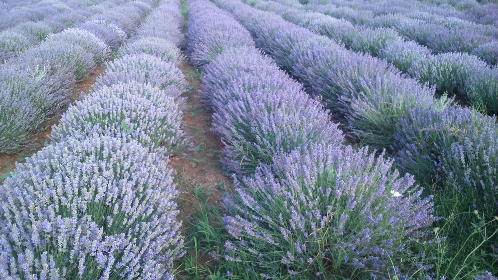 Sony Xperia M2 sample photo. Lavender, bulgaria, field photography