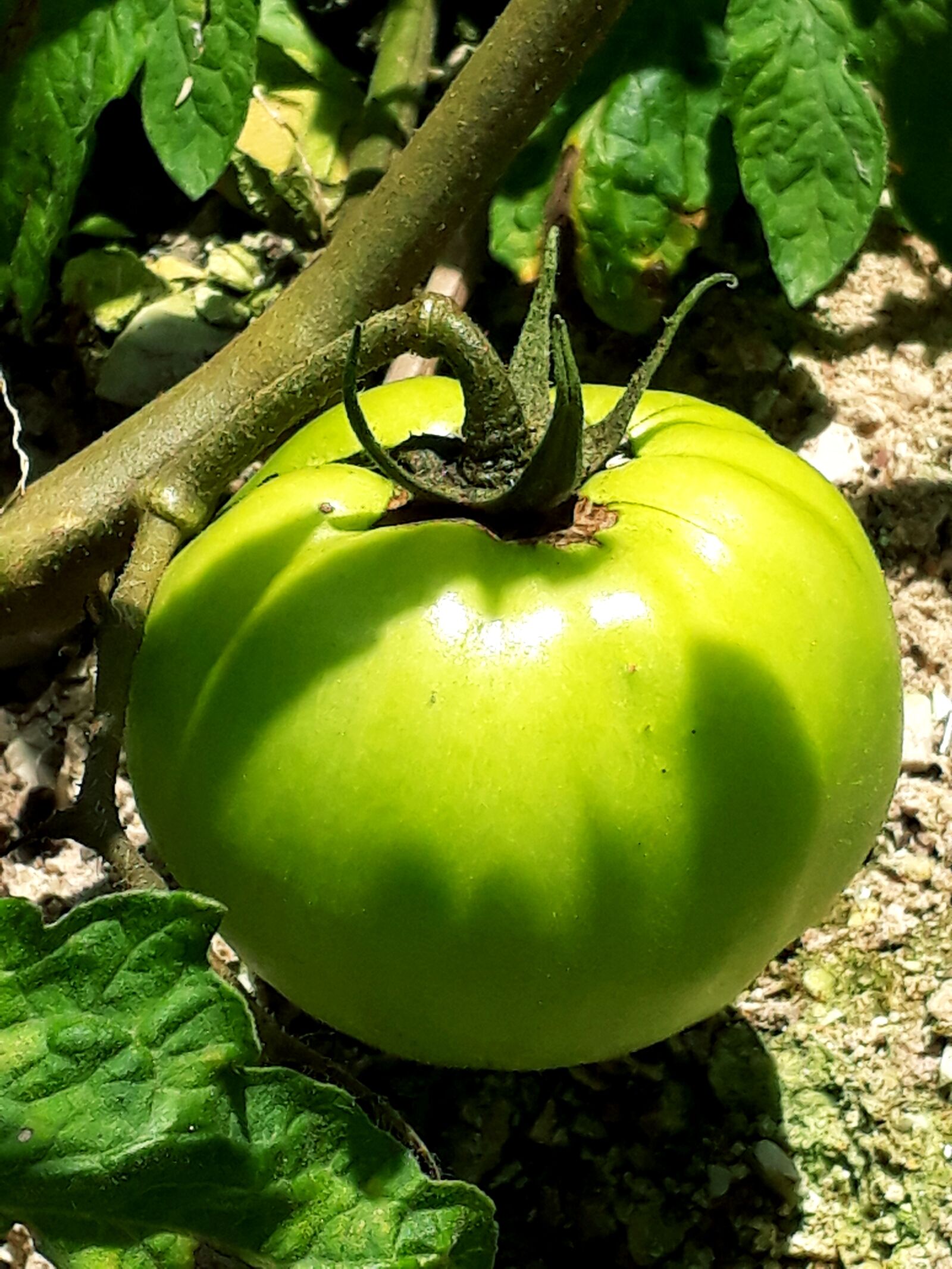 Samsung Galaxy J7 Prime2 sample photo. Garden, tomato, tometes photography