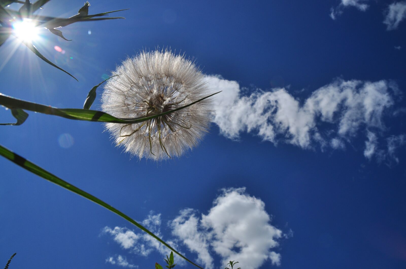 Nikon D90 sample photo. Sky, cloud, plant photography