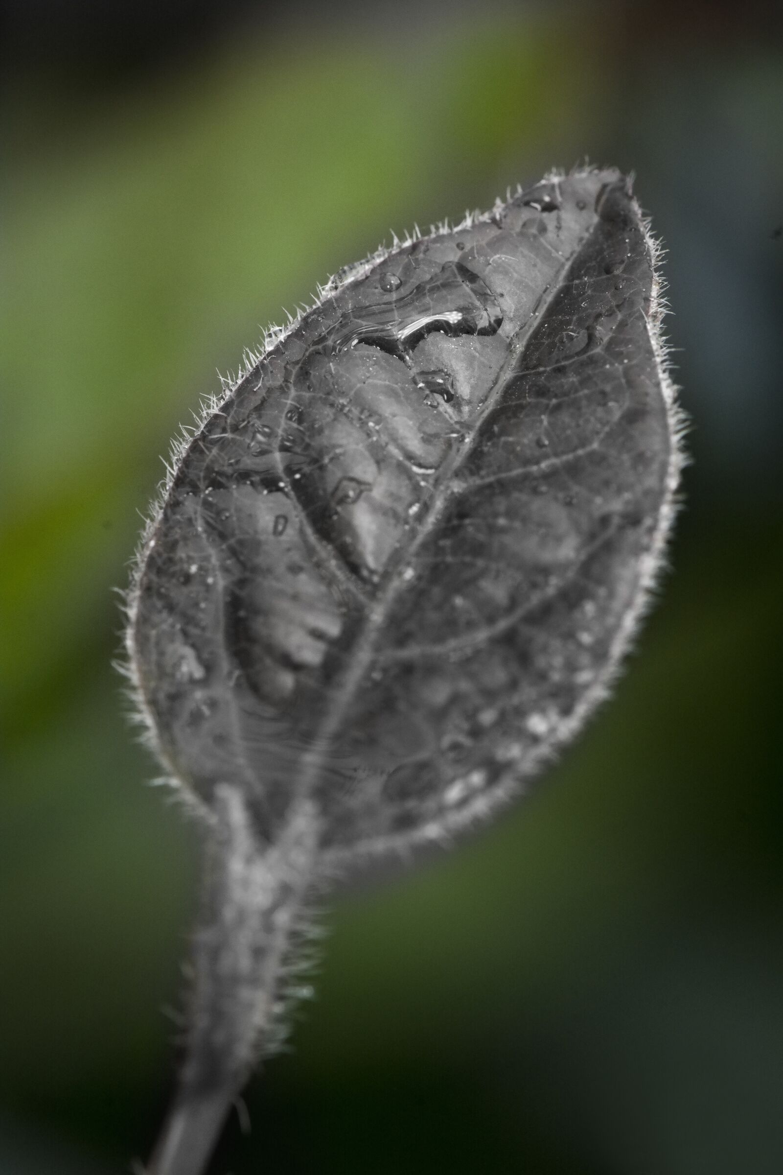 Nikon D7100 sample photo. Macro, wallpaper, sudamlası photography