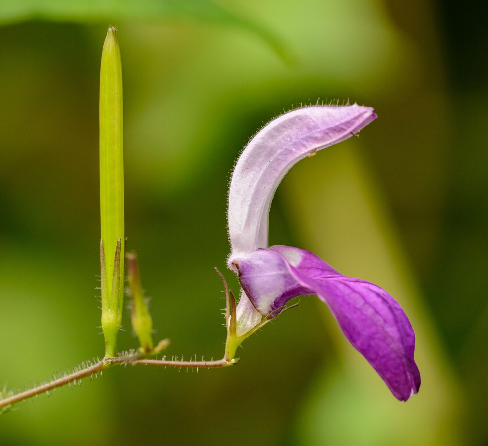 Nikon D800E sample photo. Flower, orchid, purple photography