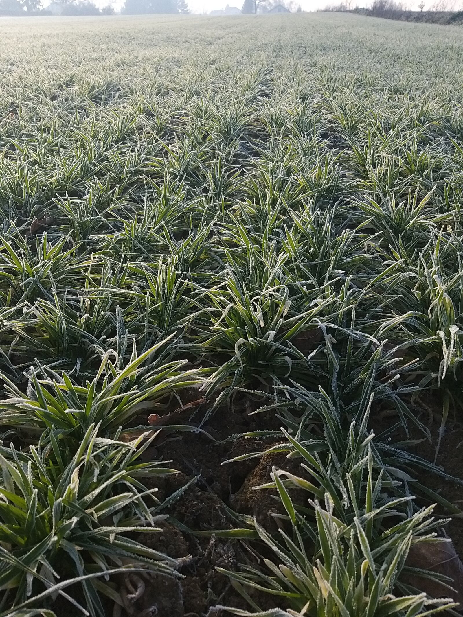Samsung Galaxy A9 (2018) sample photo. Frost, spring, morning photography