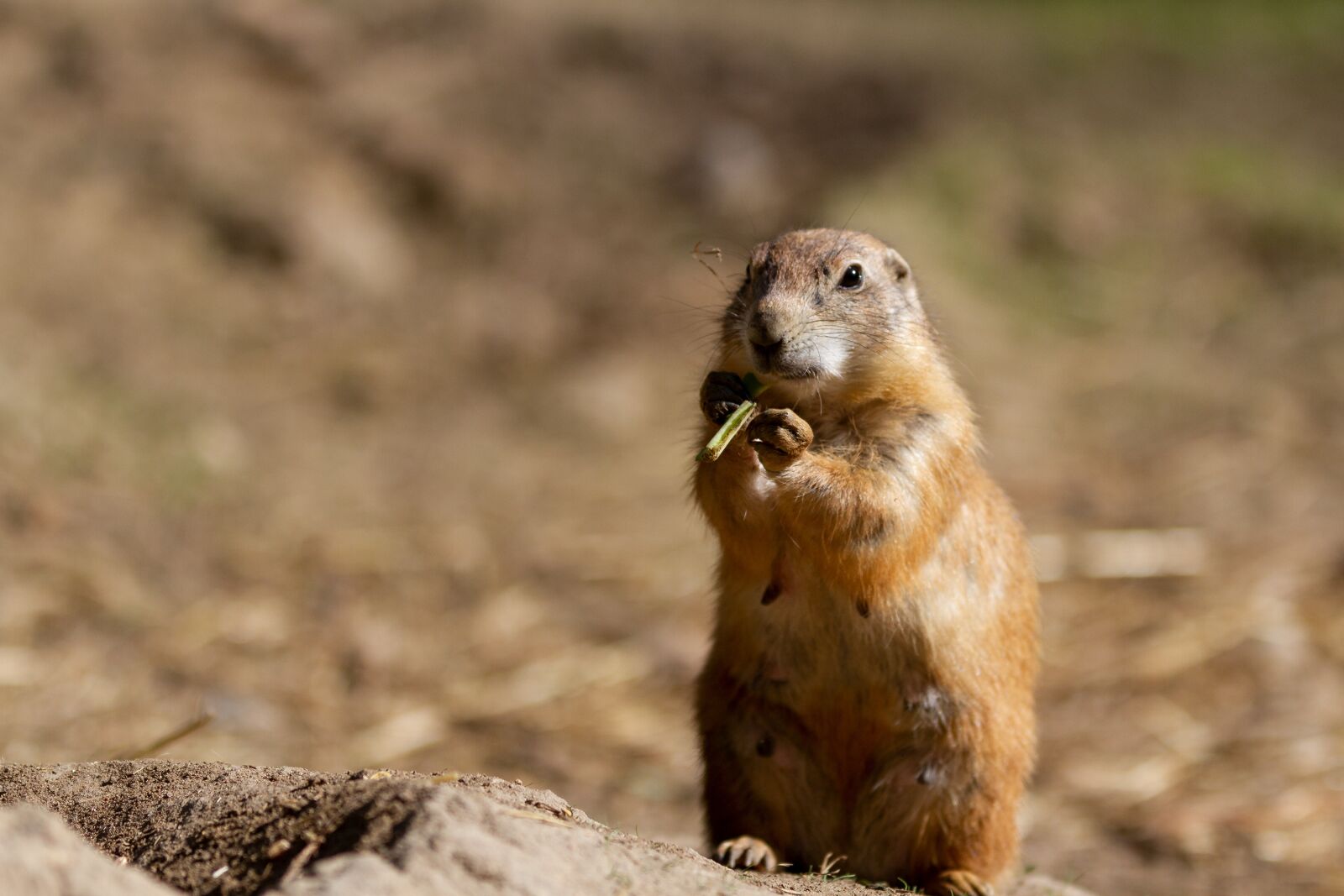 Canon EOS 7D sample photo. Prairie dog, wild, rodent photography