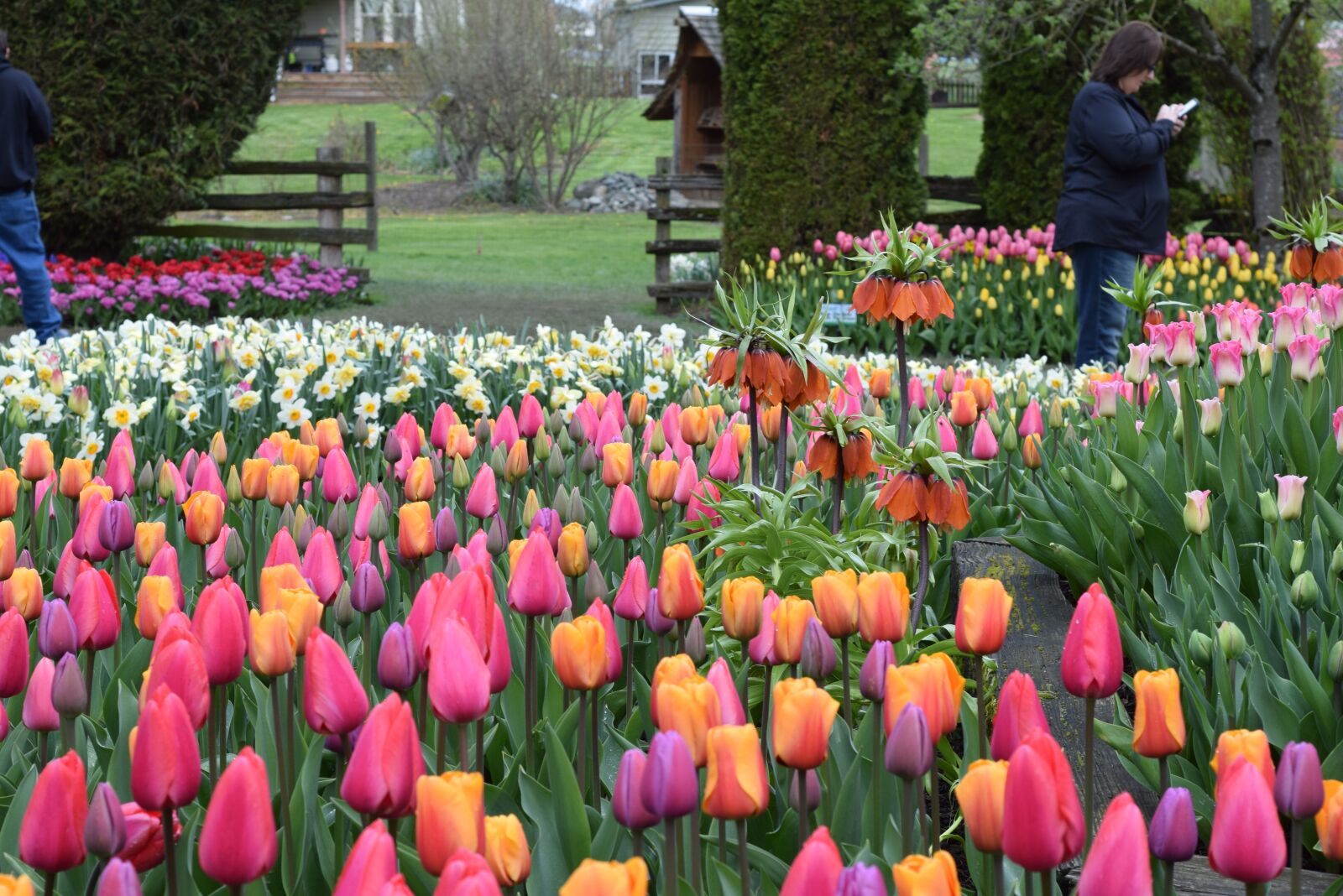 Nikon D3300 sample photo. Tulip, field, garden photography
