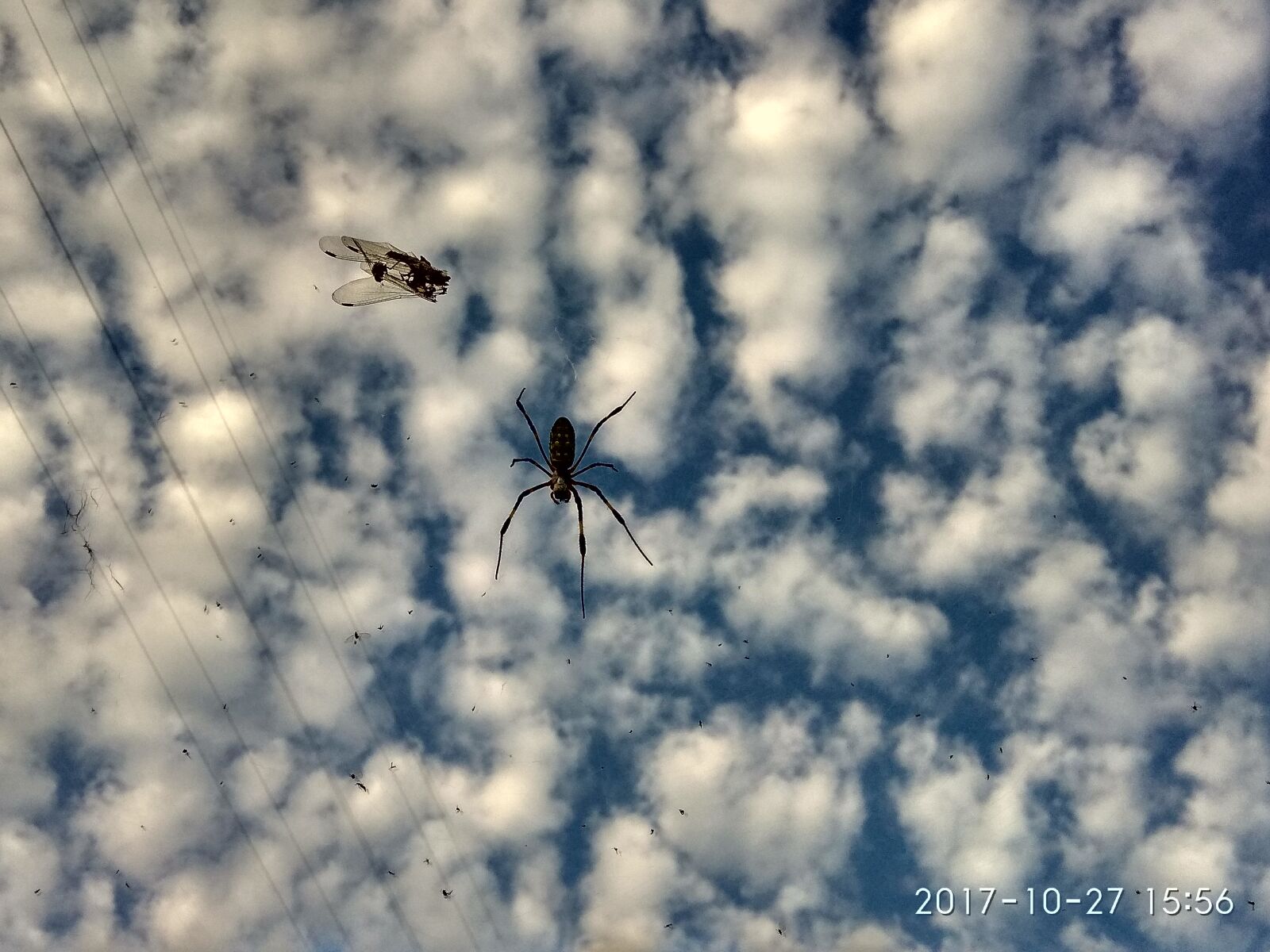 Xiaomi Redmi Note 4 sample photo