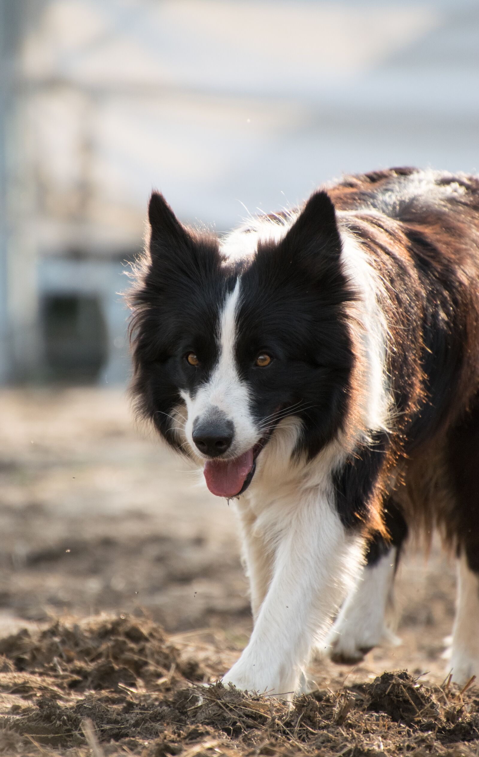 Nikon D3300 sample photo. Dog, animal, border collie photography
