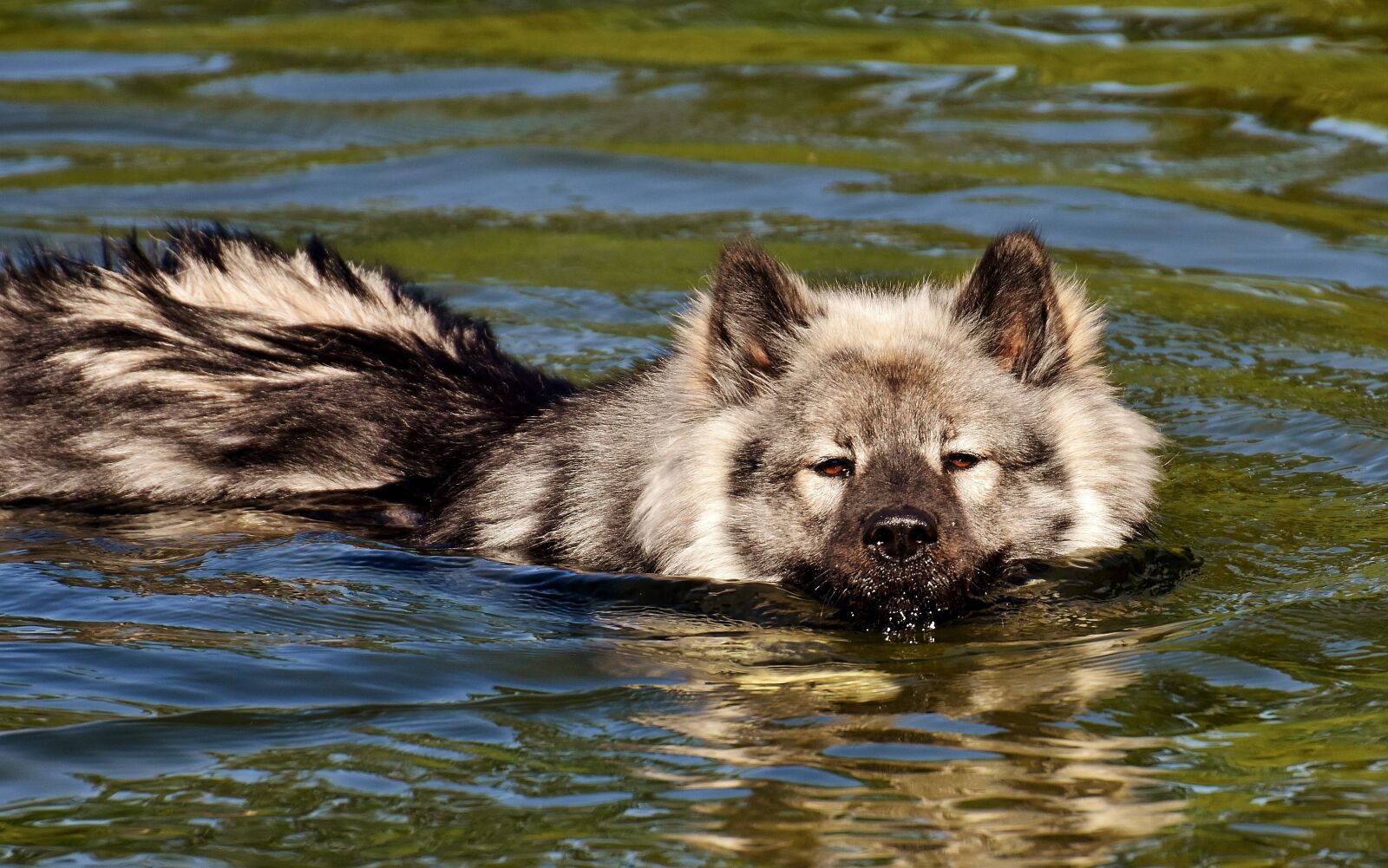 Nikon D7200 sample photo. Eurasians, swim, dog photography