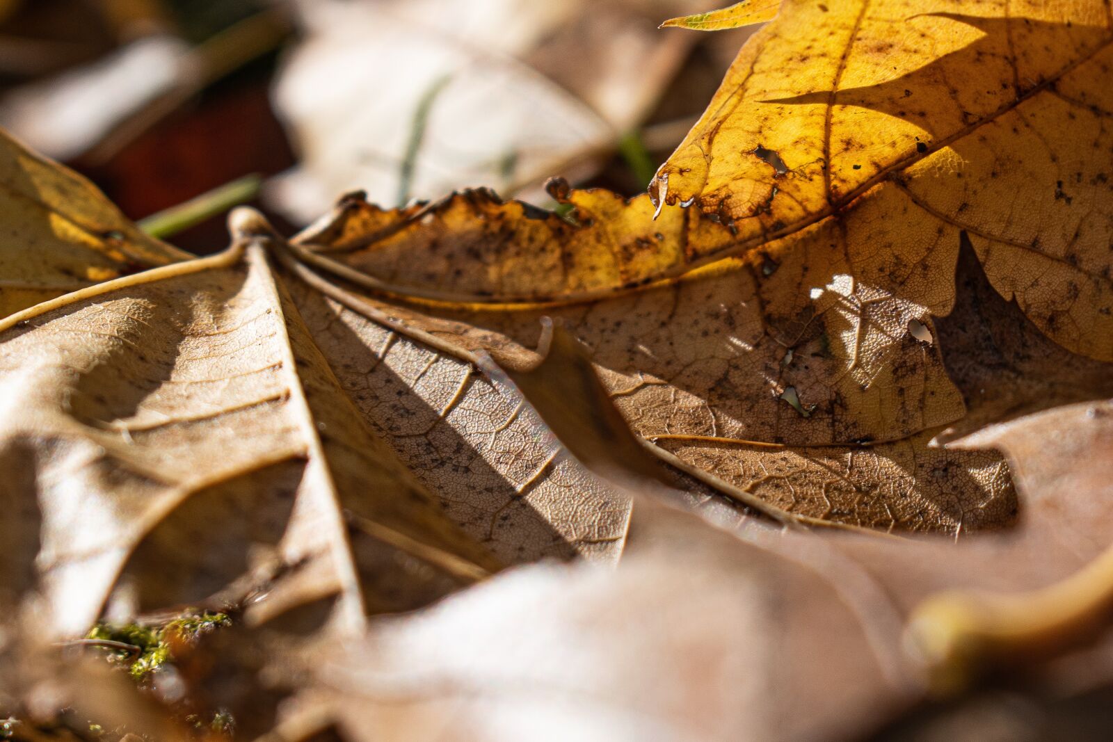 Nikon D5600 sample photo. Leaves, close, texture photography