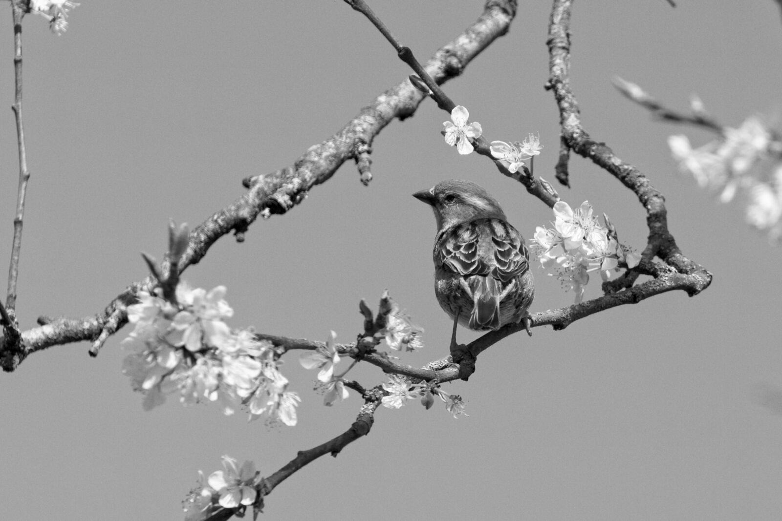 Canon EOS R sample photo. Mus, spring, bird photography