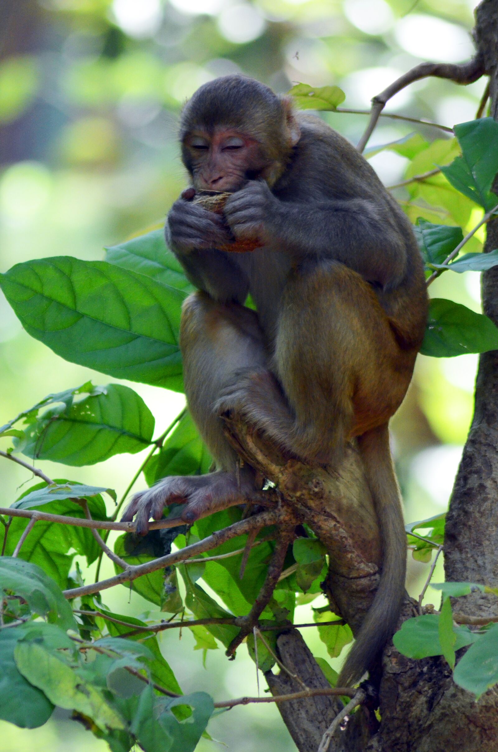 Nikon D5100 sample photo. Monkey, wild, animal photography