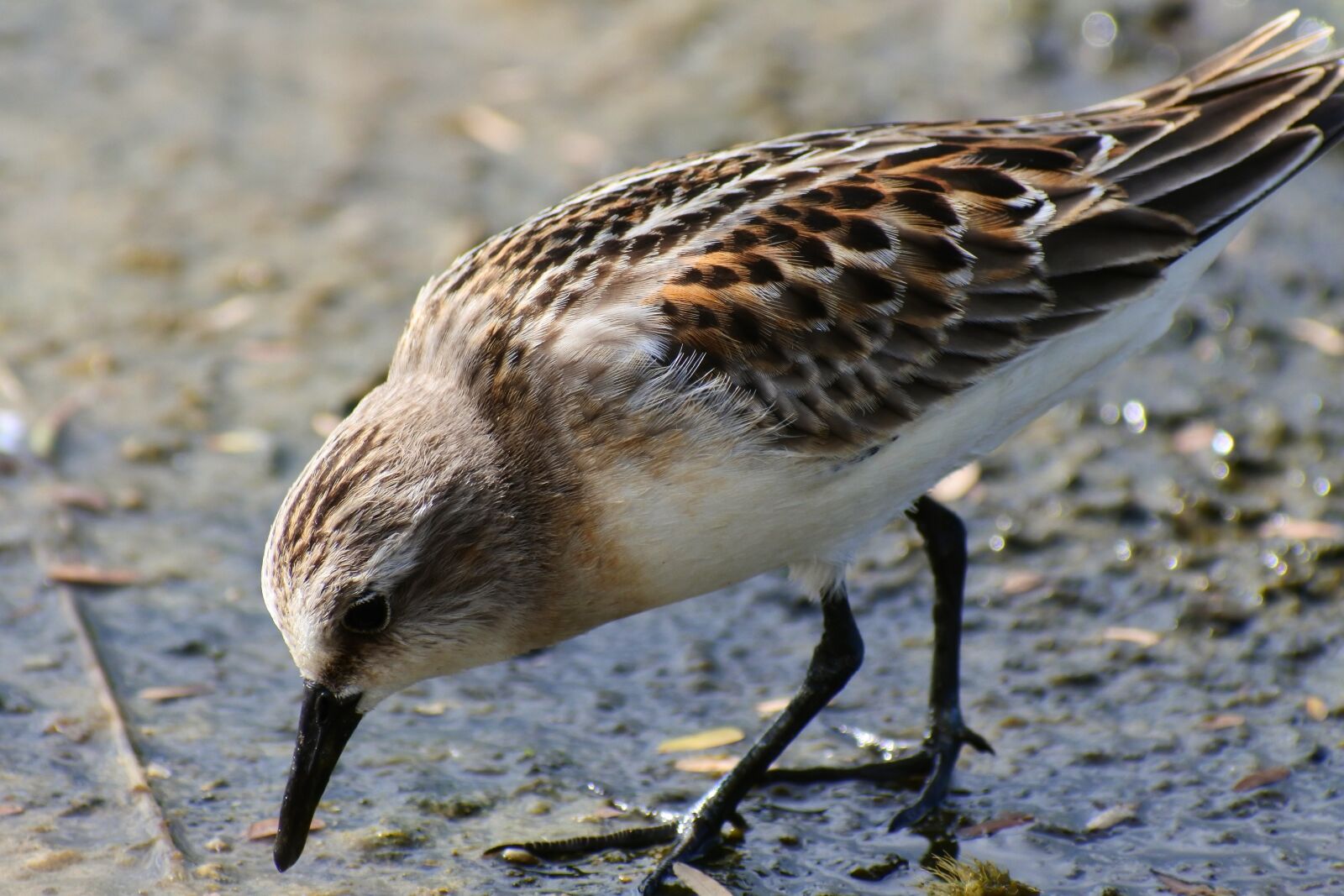 VR 70-300mm f/4.5-6.3G sample photo. Animal, river, waterside photography