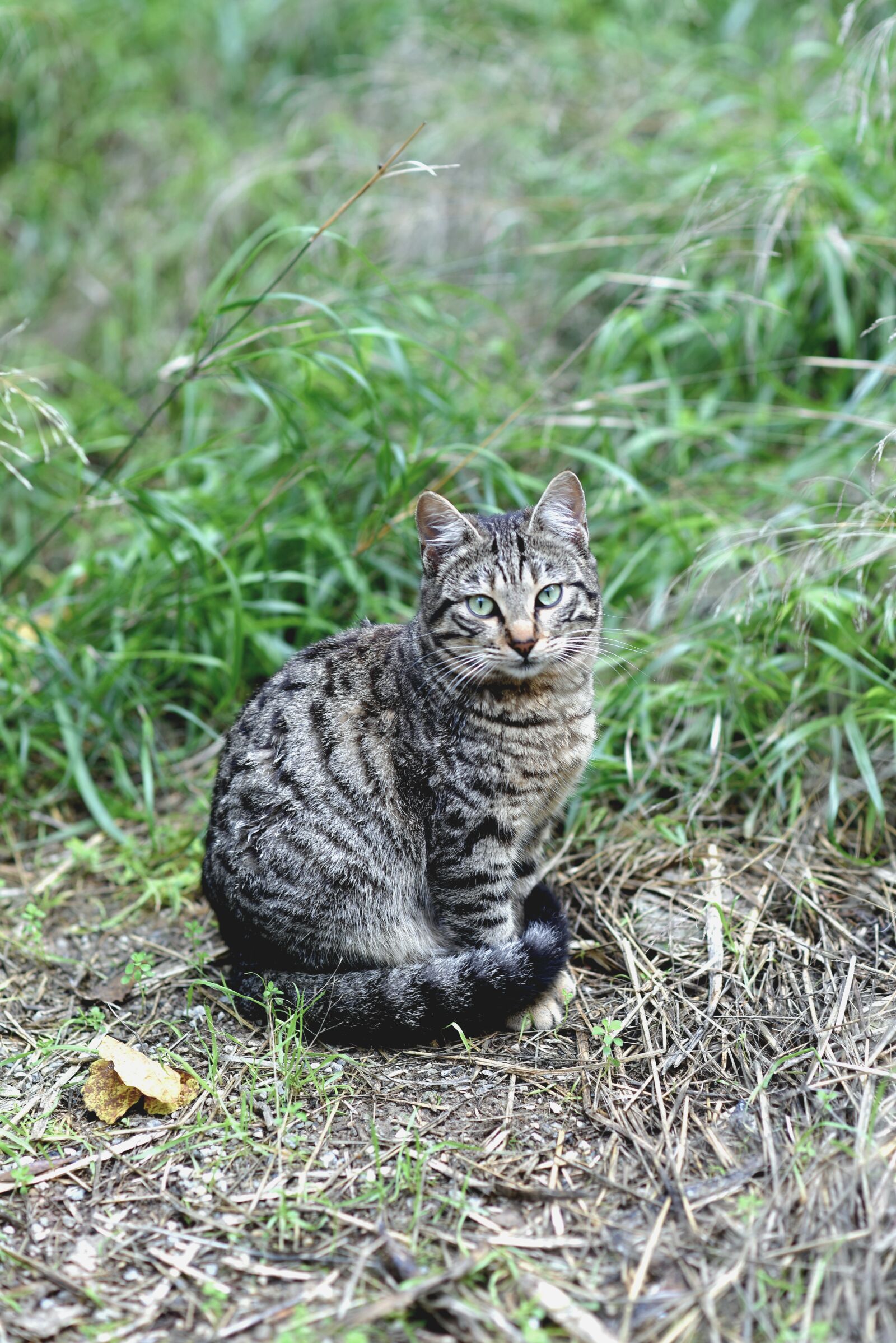 Nikon D750 sample photo