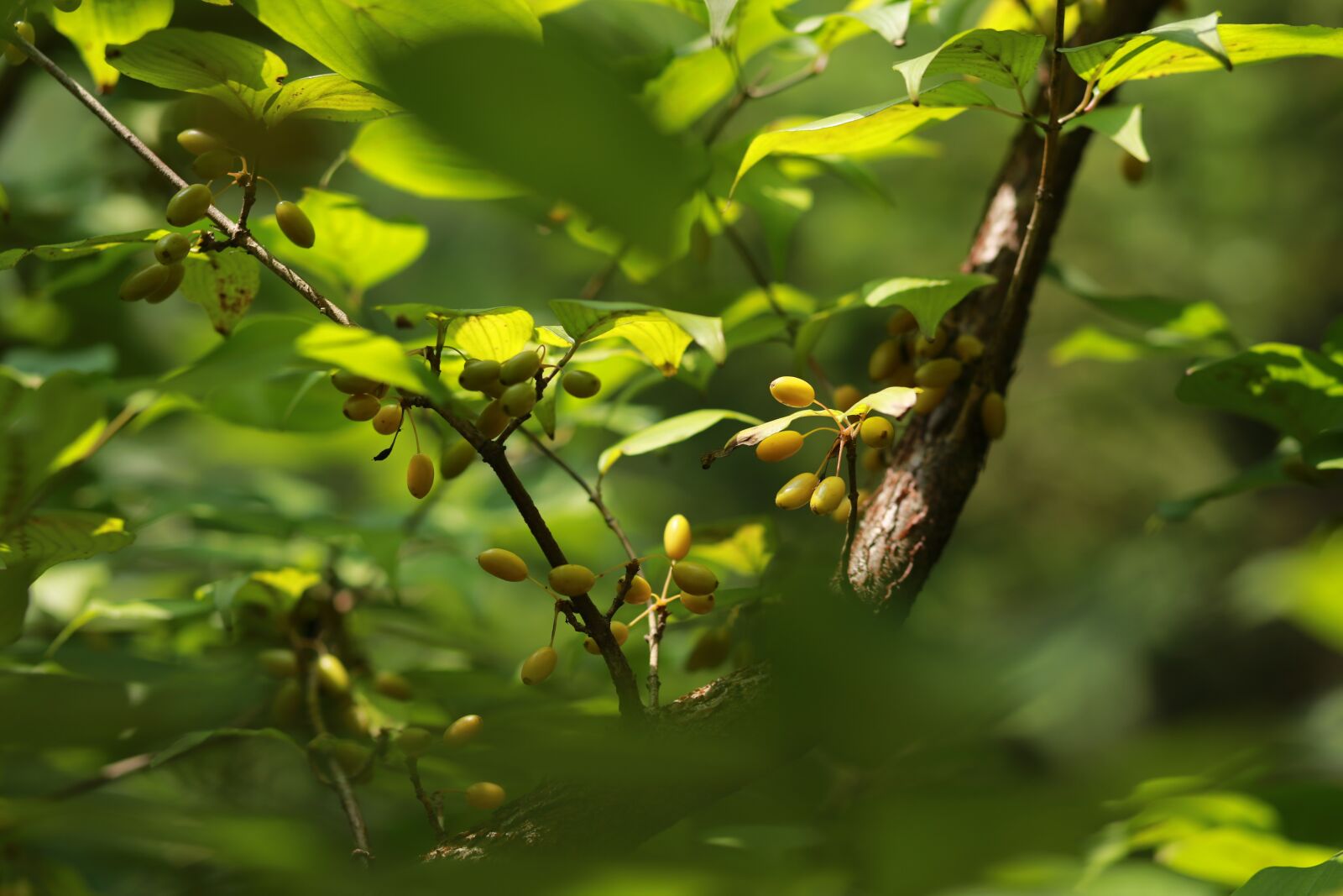 Canon EF 85mm F1.8 USM sample photo. Fruit, nature, leaf photography
