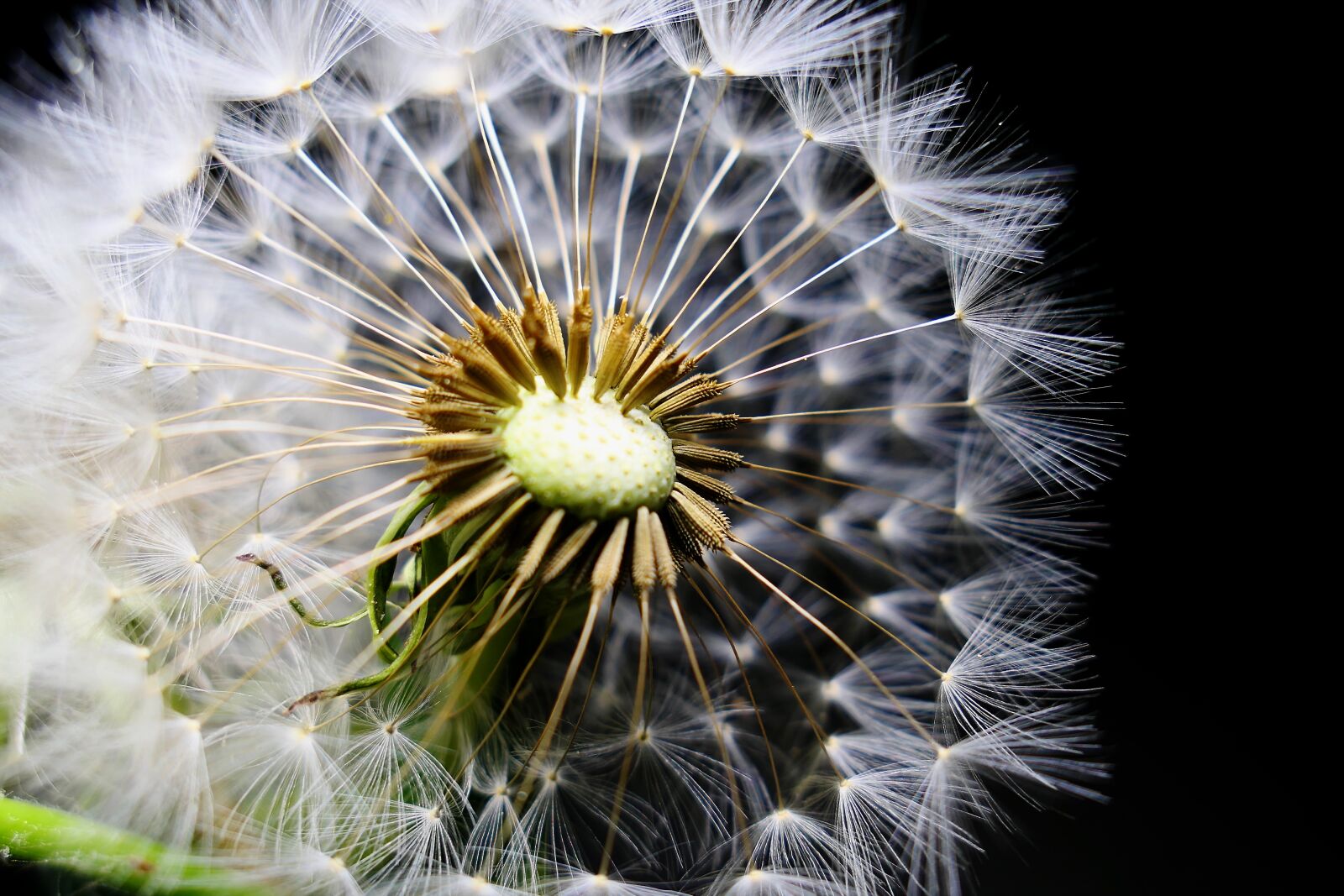 Panasonic Lumix DMC-LX10 (Lumix DMC-LX15) sample photo. Dandelion, nature, seeds photography