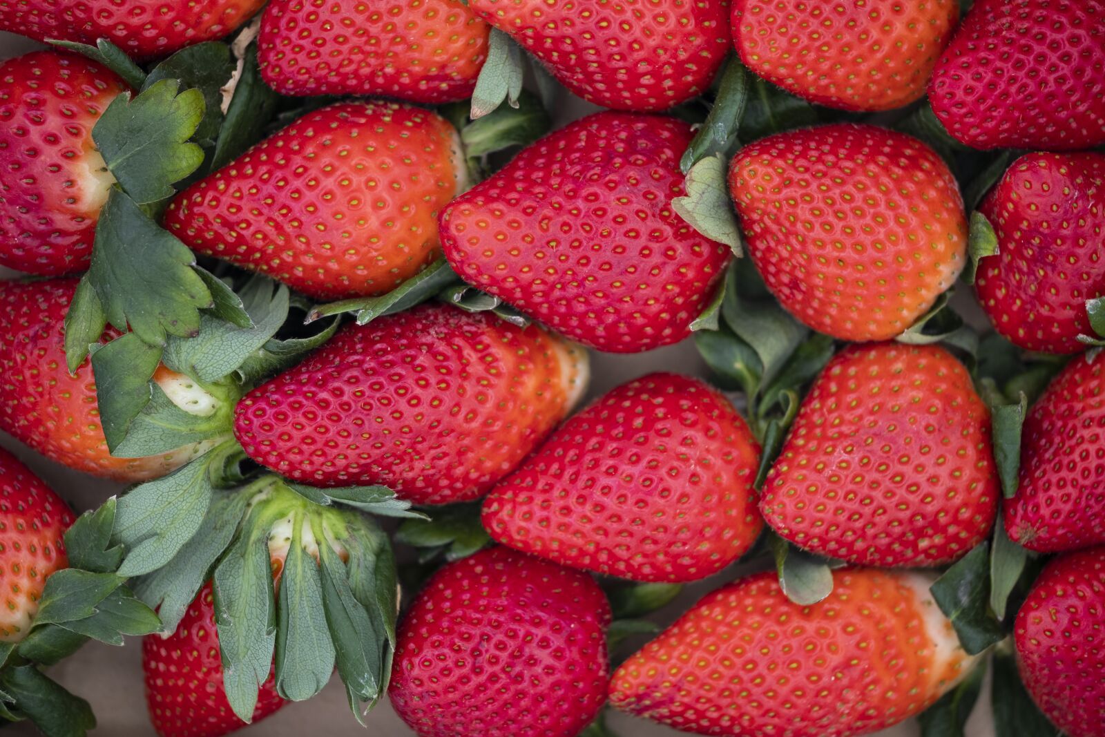 Fujifilm X-T2 + Fujifilm XF 80mm F2.8 R LM OIS WR Macro sample photo. Strawberries, fruits, fruit photography