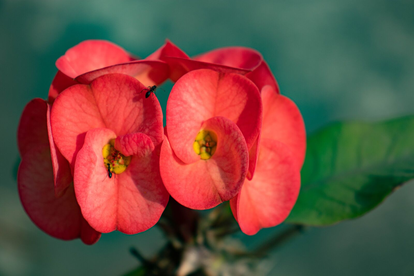 Canon EF-S 18-55mm F4-5.6 IS STM sample photo. Flora, euphorbia, plant photography