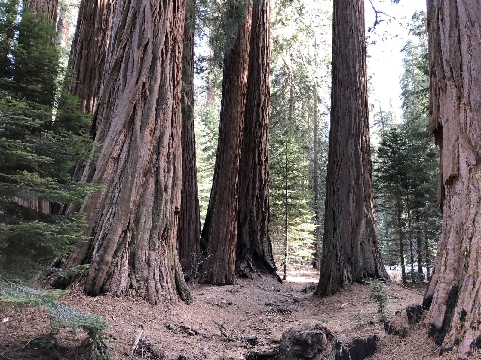iPhone X back dual camera 4mm f/1.8 sample photo. Redwood, forest, nature photography