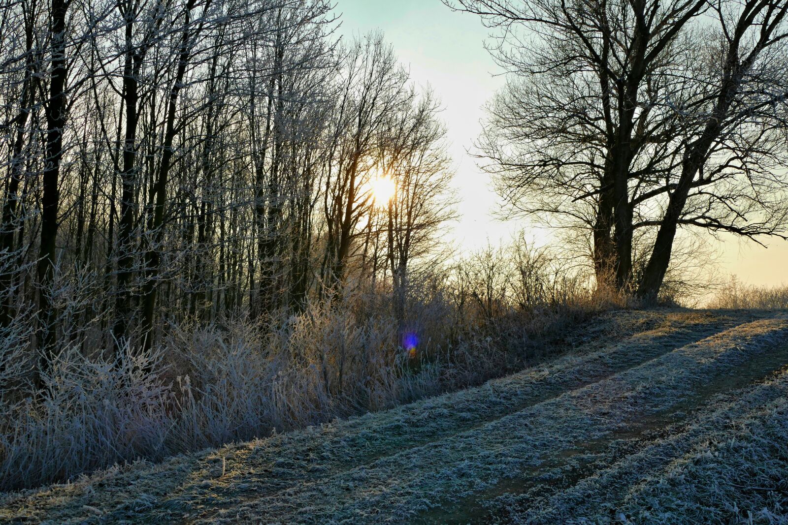 Panasonic Lumix DMC-FZ1000 sample photo. Forest, path, trees photography