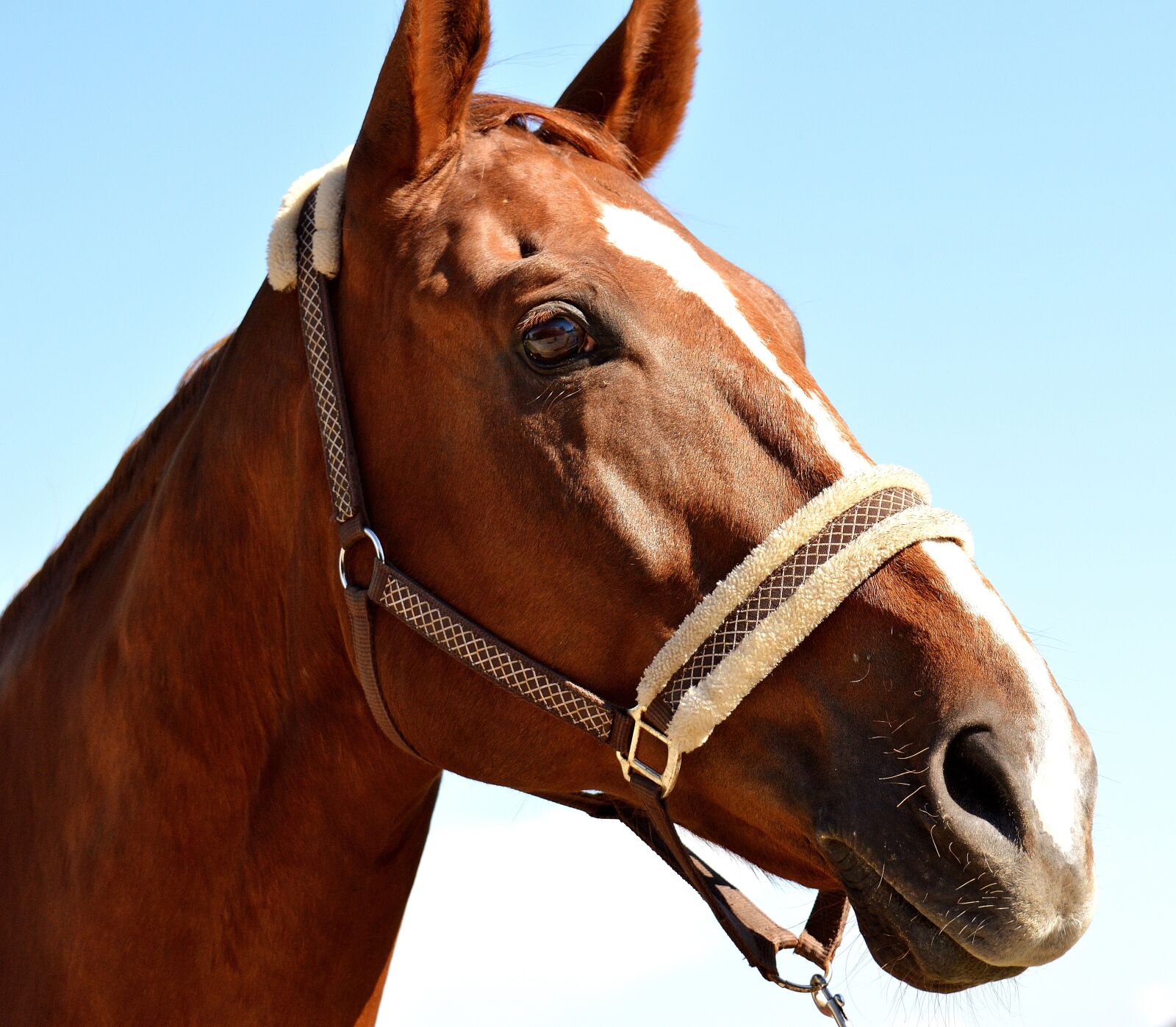Nikon D3200 sample photo. Horse, sky, animal world photography