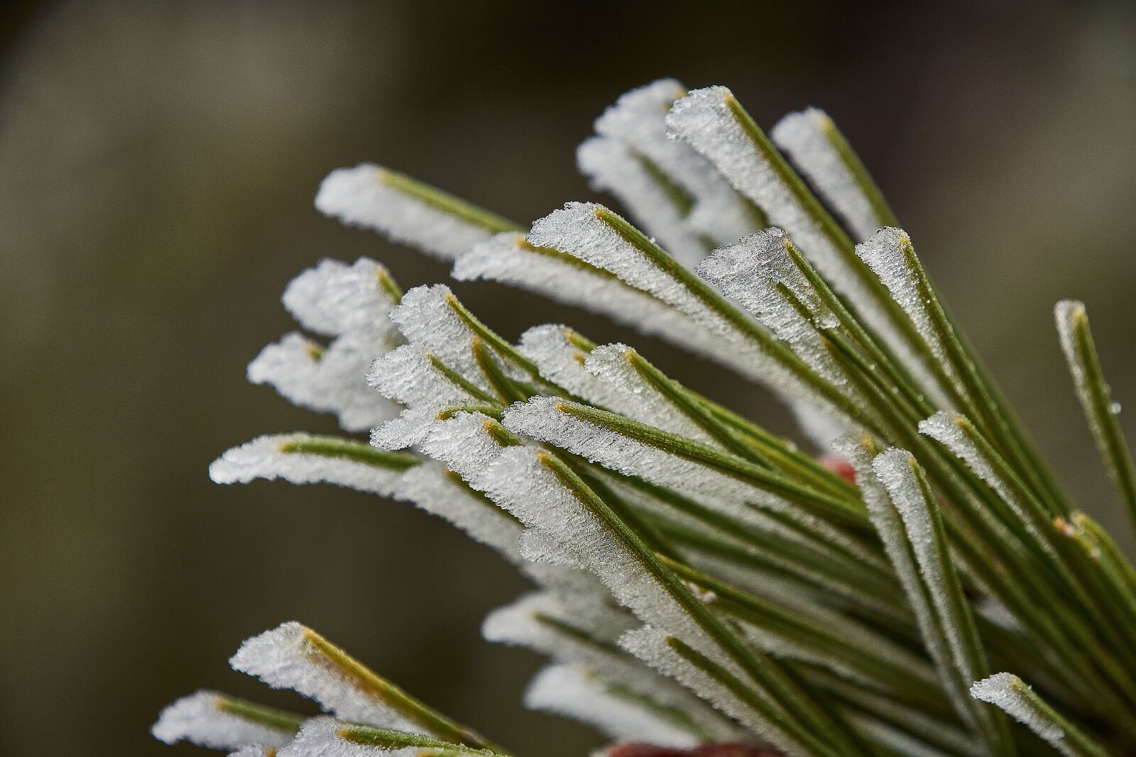 Nikon D7200 sample photo. Outbreaks, frozen, frost photography