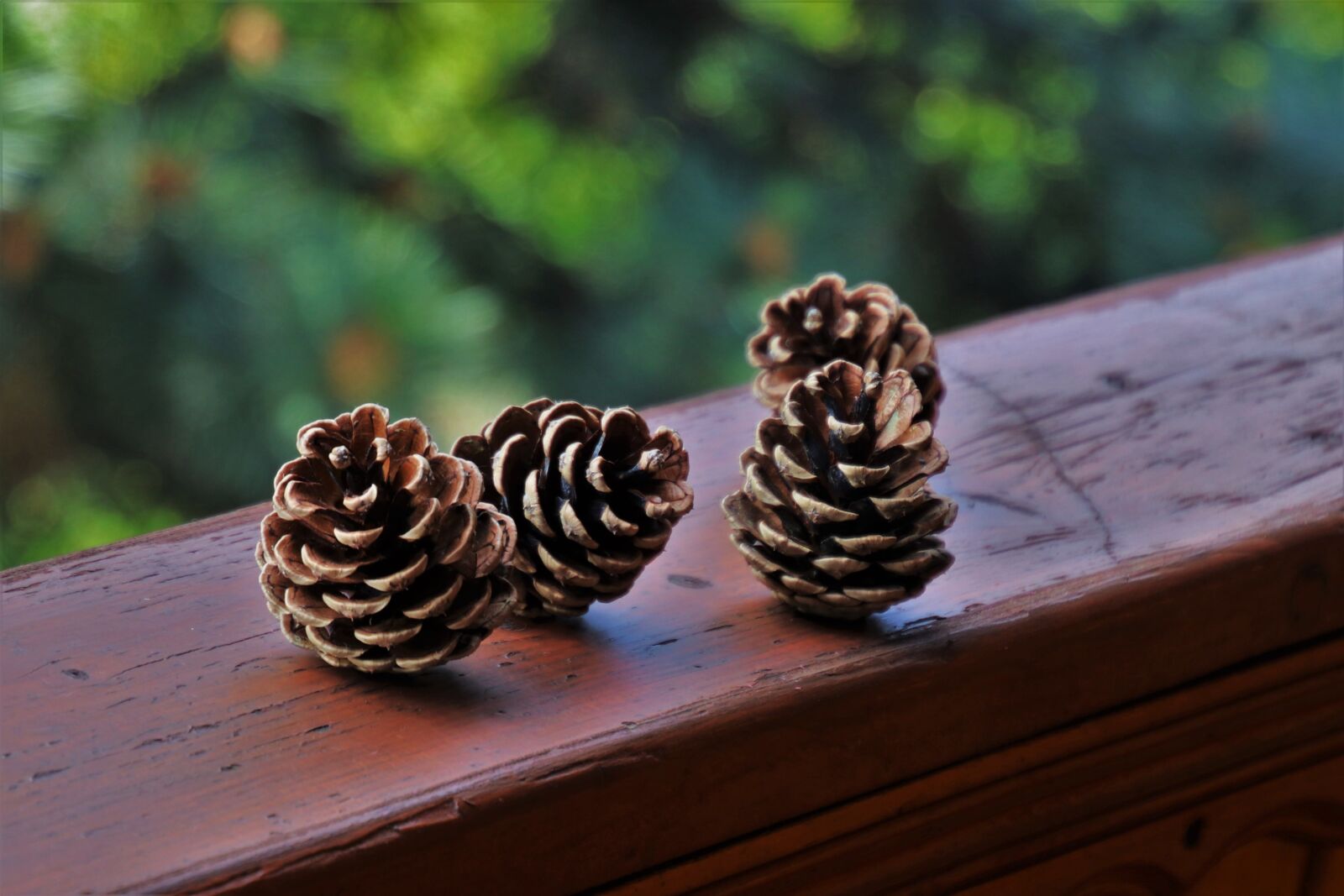 Canon EOS 80D sample photo. Cones, spruce cones, seasons photography