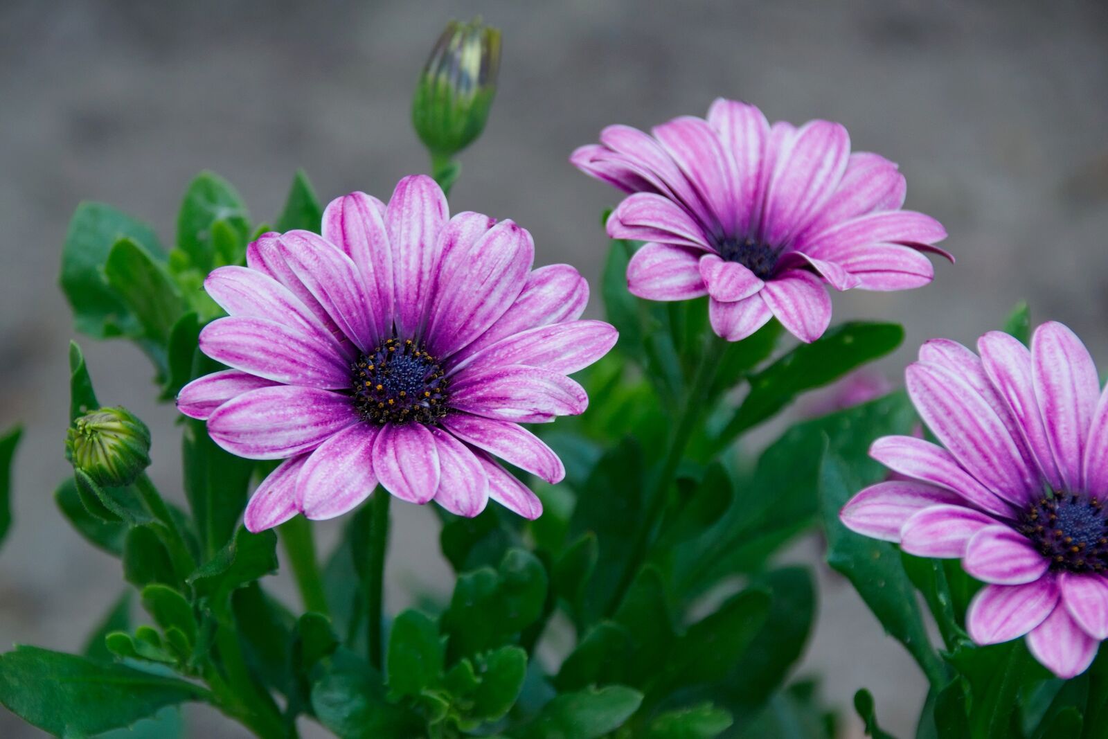 Nikon D3300 sample photo. Flowering, flowers, nature photography