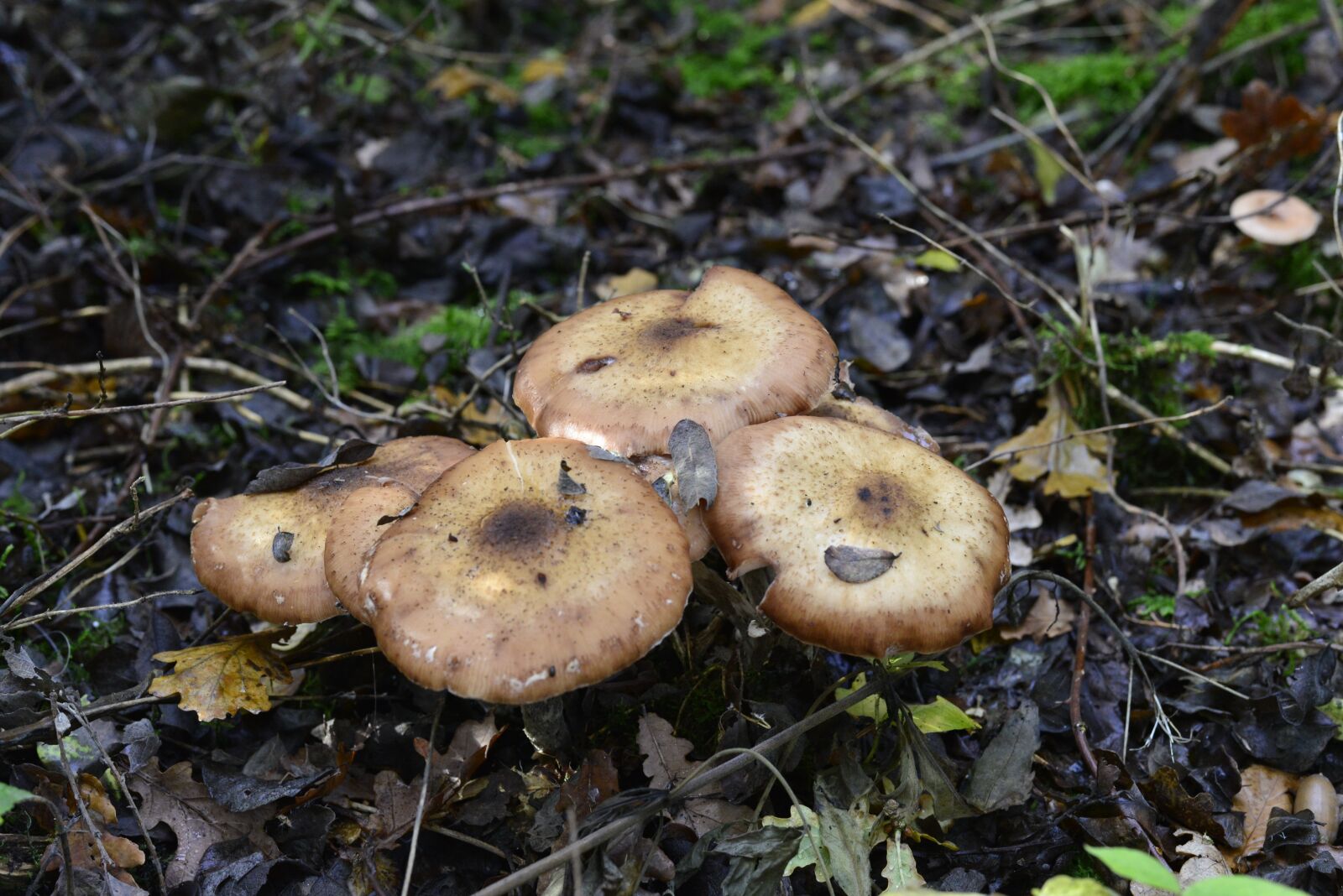 Nikon D600 sample photo. Autumn, mushroom, nature photography