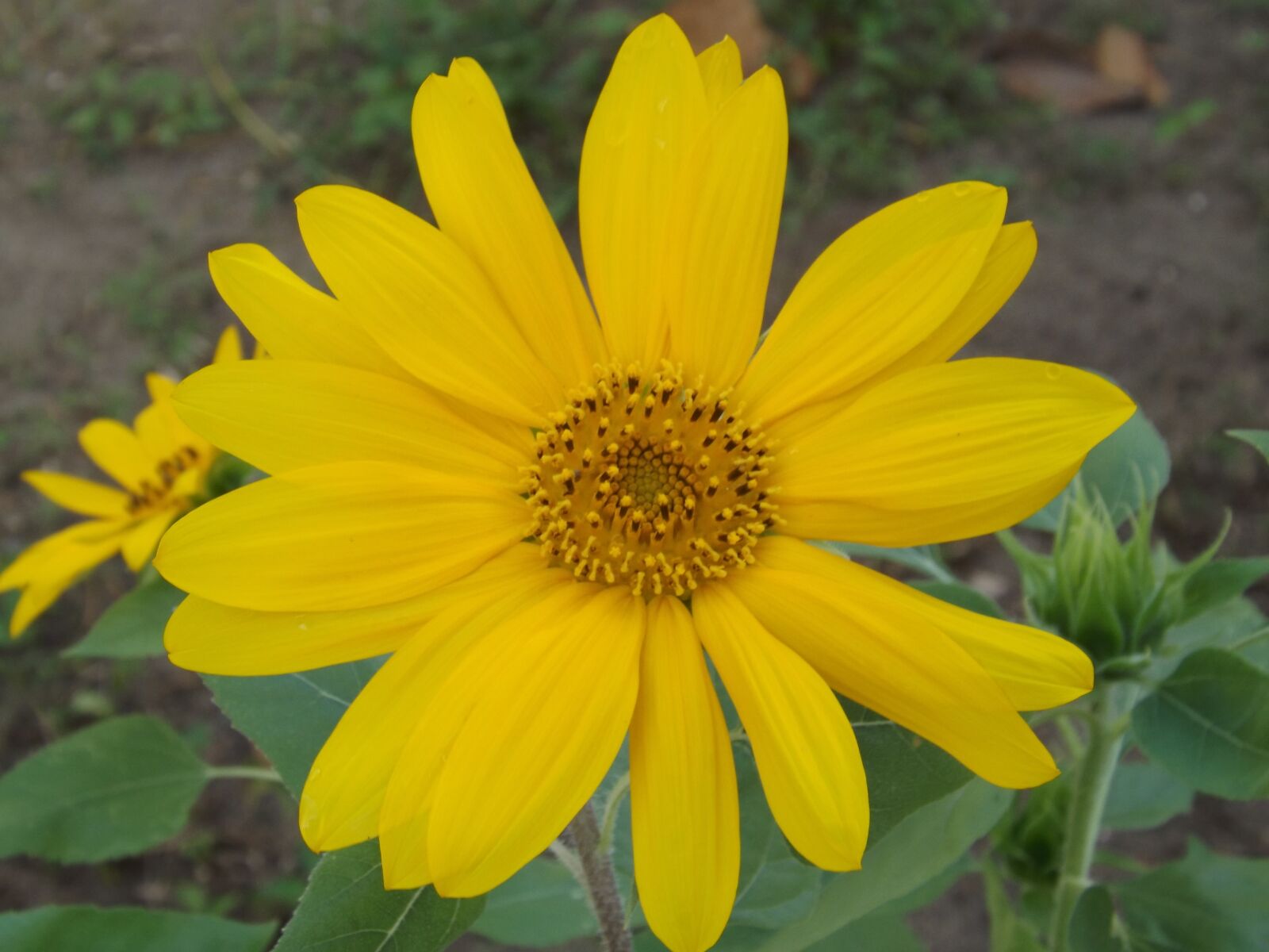 Fujifilm FinePix S4250WM sample photo. Sunflower, flower, yellow photography
