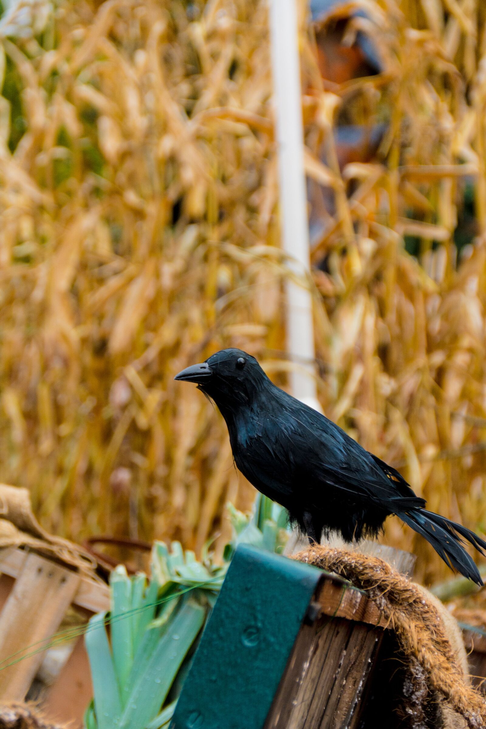 Nikon D7100 sample photo. Halloween, autumn, crow photography