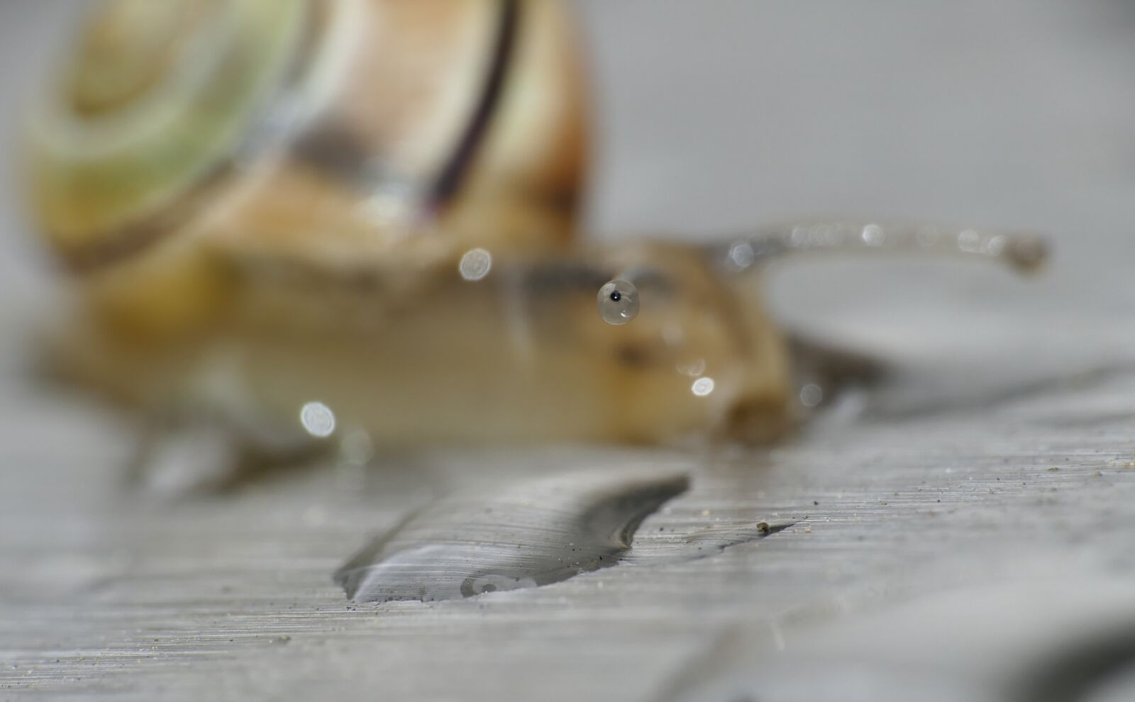 Panasonic Lumix DMC-FZ1000 sample photo. Snail, animal, nature photography