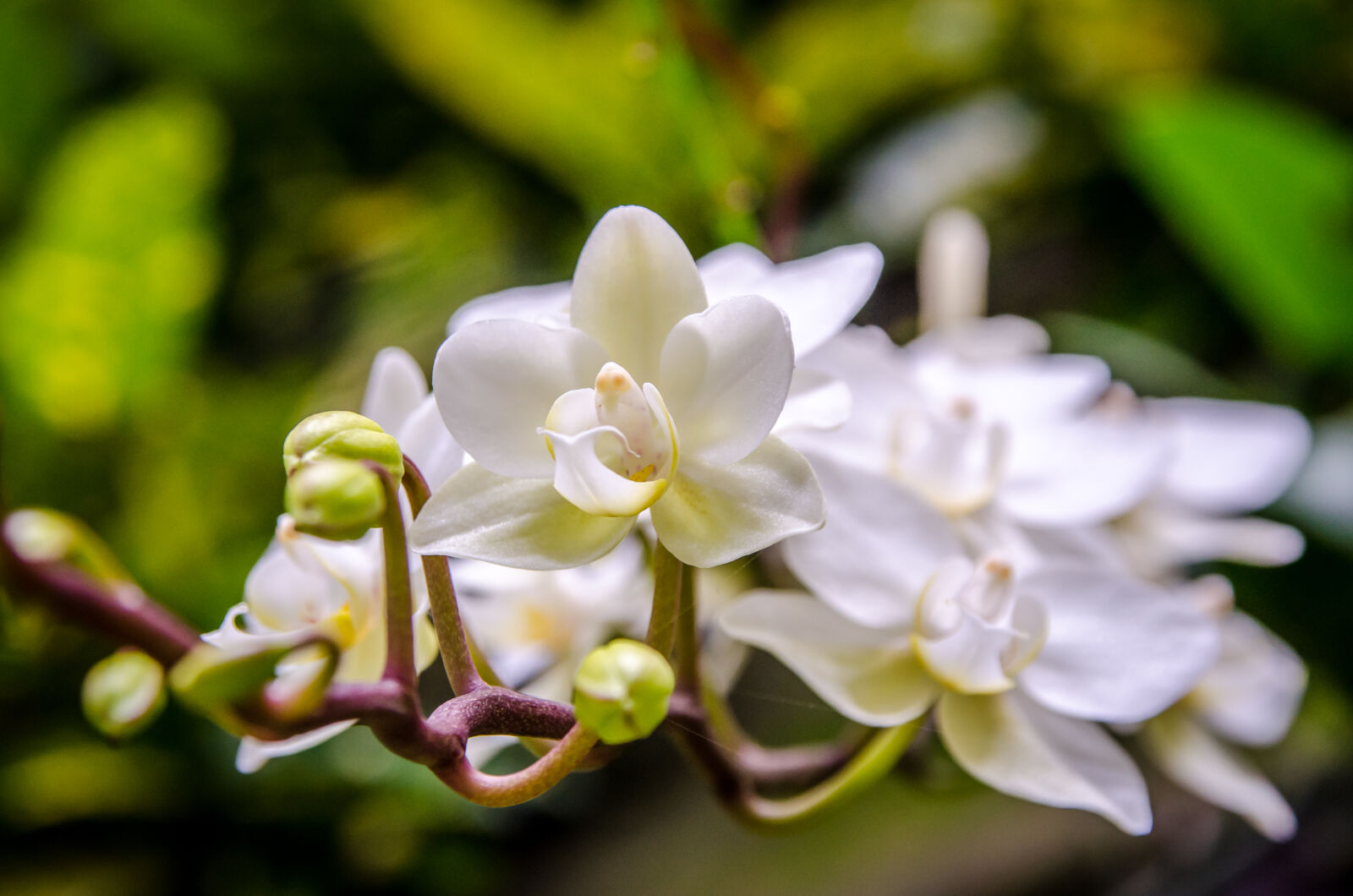 Nikon D7000 + Sigma 17-70mm F2.8-4 DC Macro OS HSM sample photo. Blossom, blurred, background, orchid photography