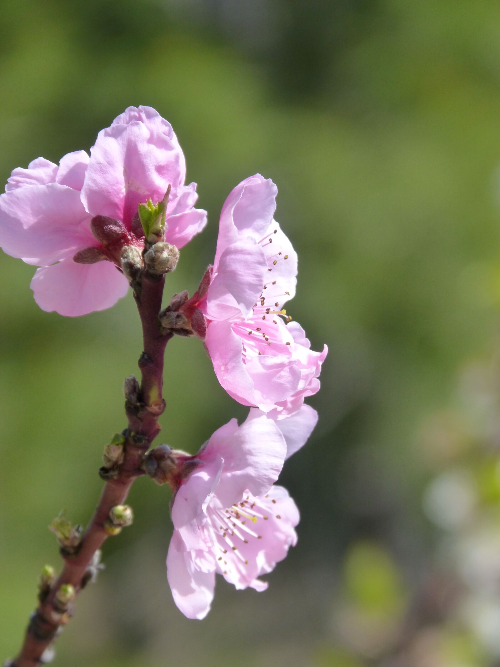 Panasonic DMC-FZ62 sample photo. Flowery branch, fruit tree photography