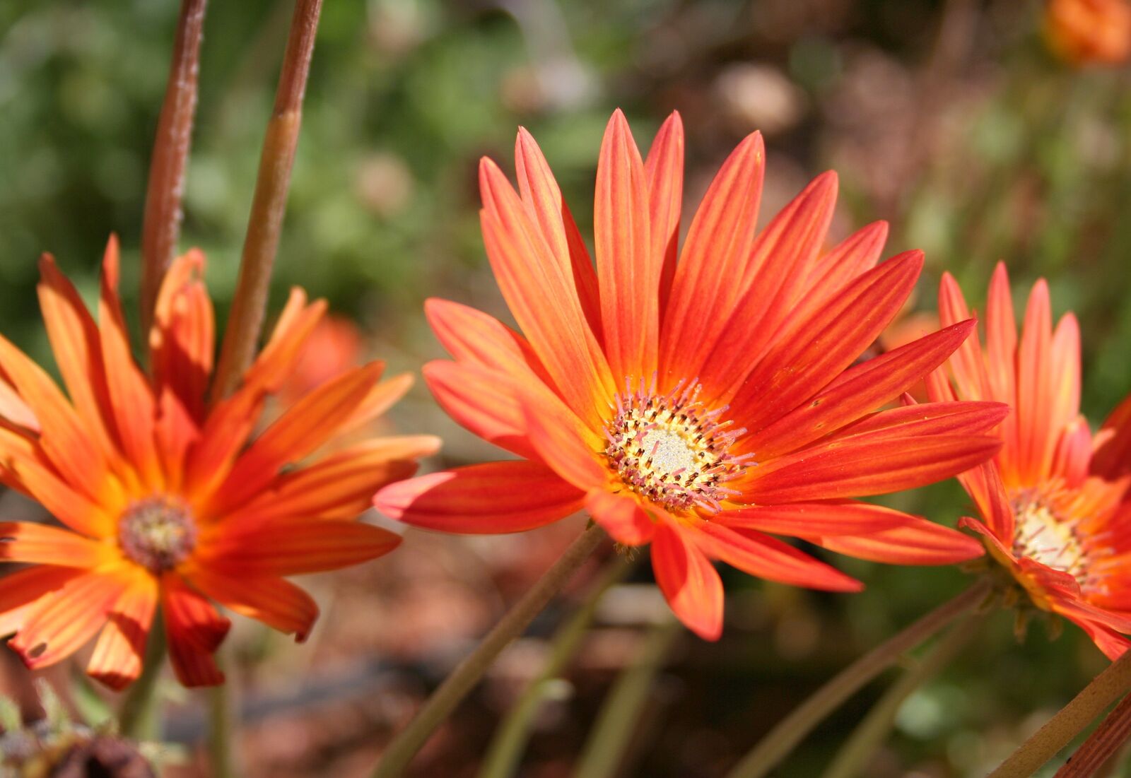 Canon EOS 350D (EOS Digital Rebel XT / EOS Kiss Digital N) sample photo. Gerbera, flower, orange yellow photography