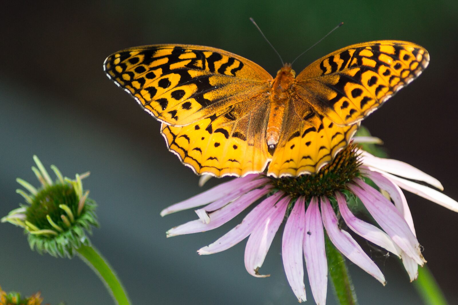 Sony SLT-A55 (SLT-A55V) sample photo. Butterfly, nature, insect photography