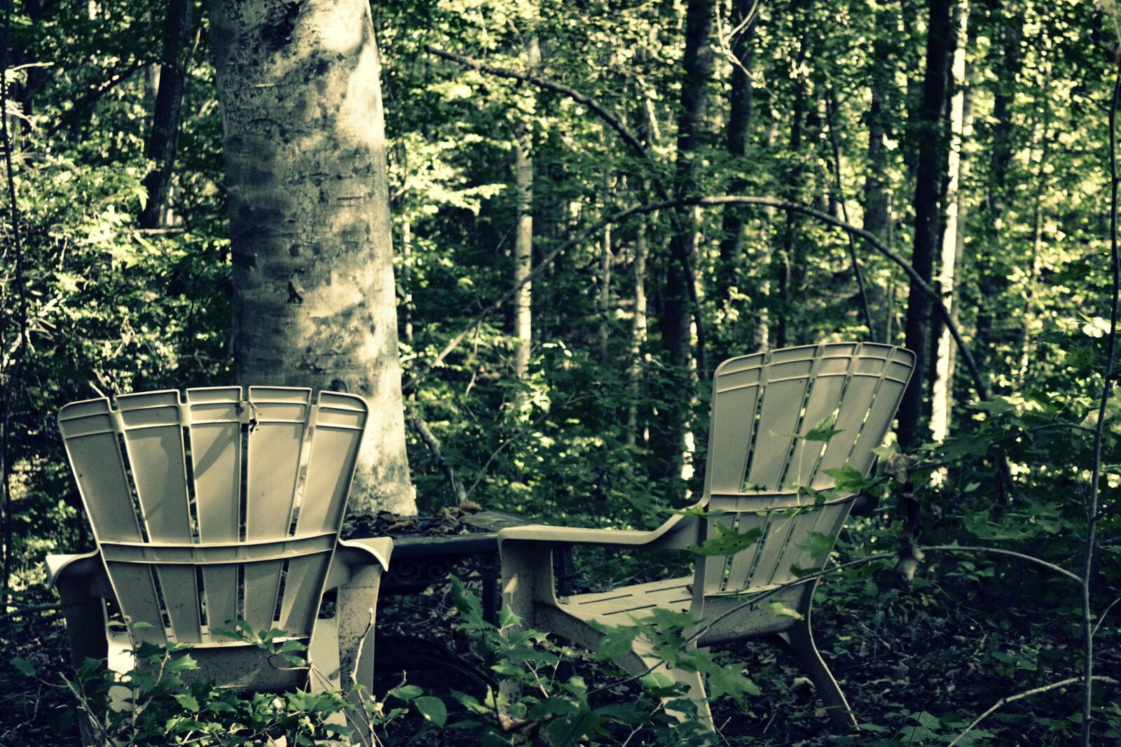 Nikon D3100 sample photo. Chairs, woods, nature photography