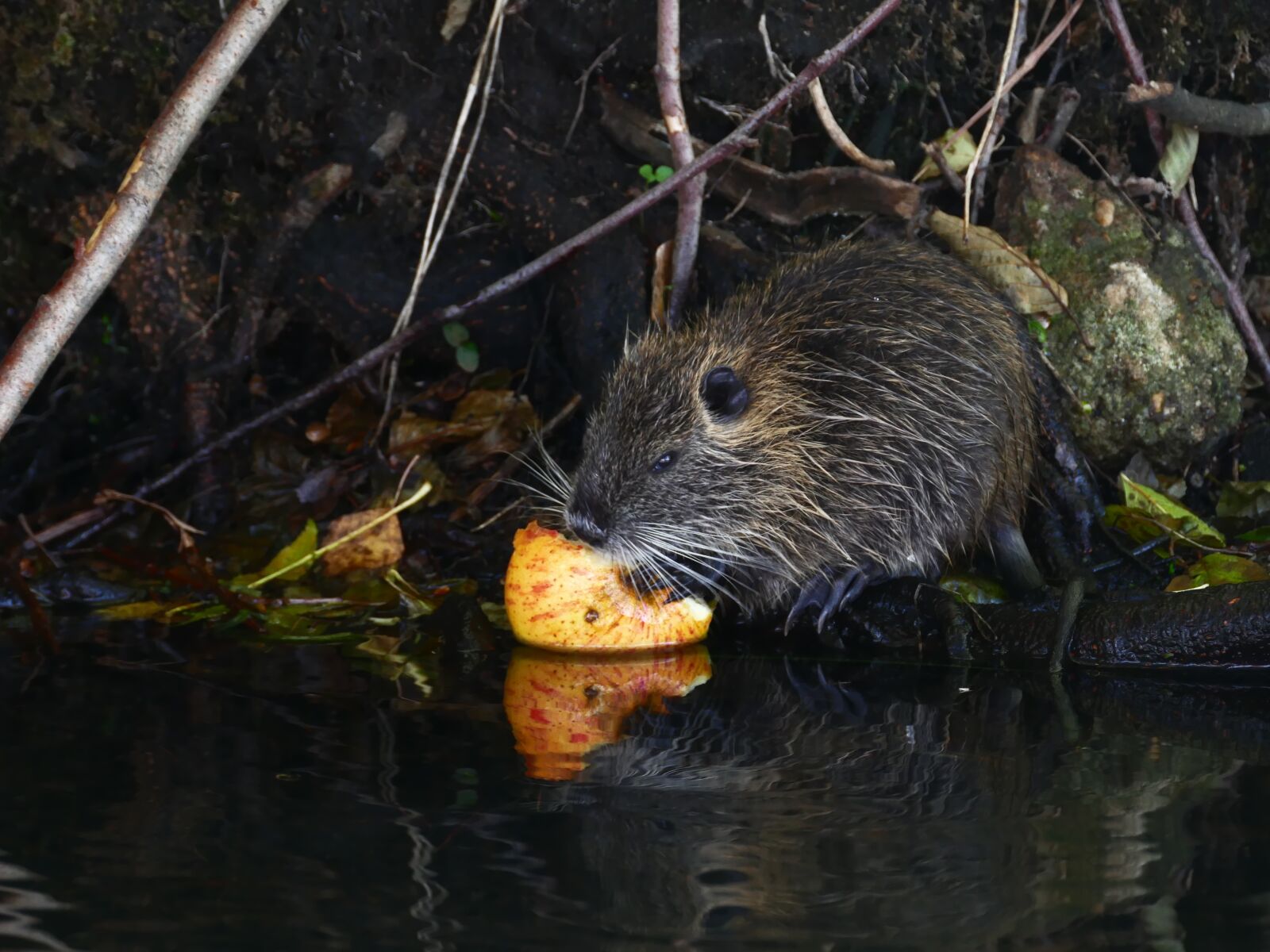 Panasonic Lumix DMC-FZ1000 sample photo. Muskrat, river, spree photography