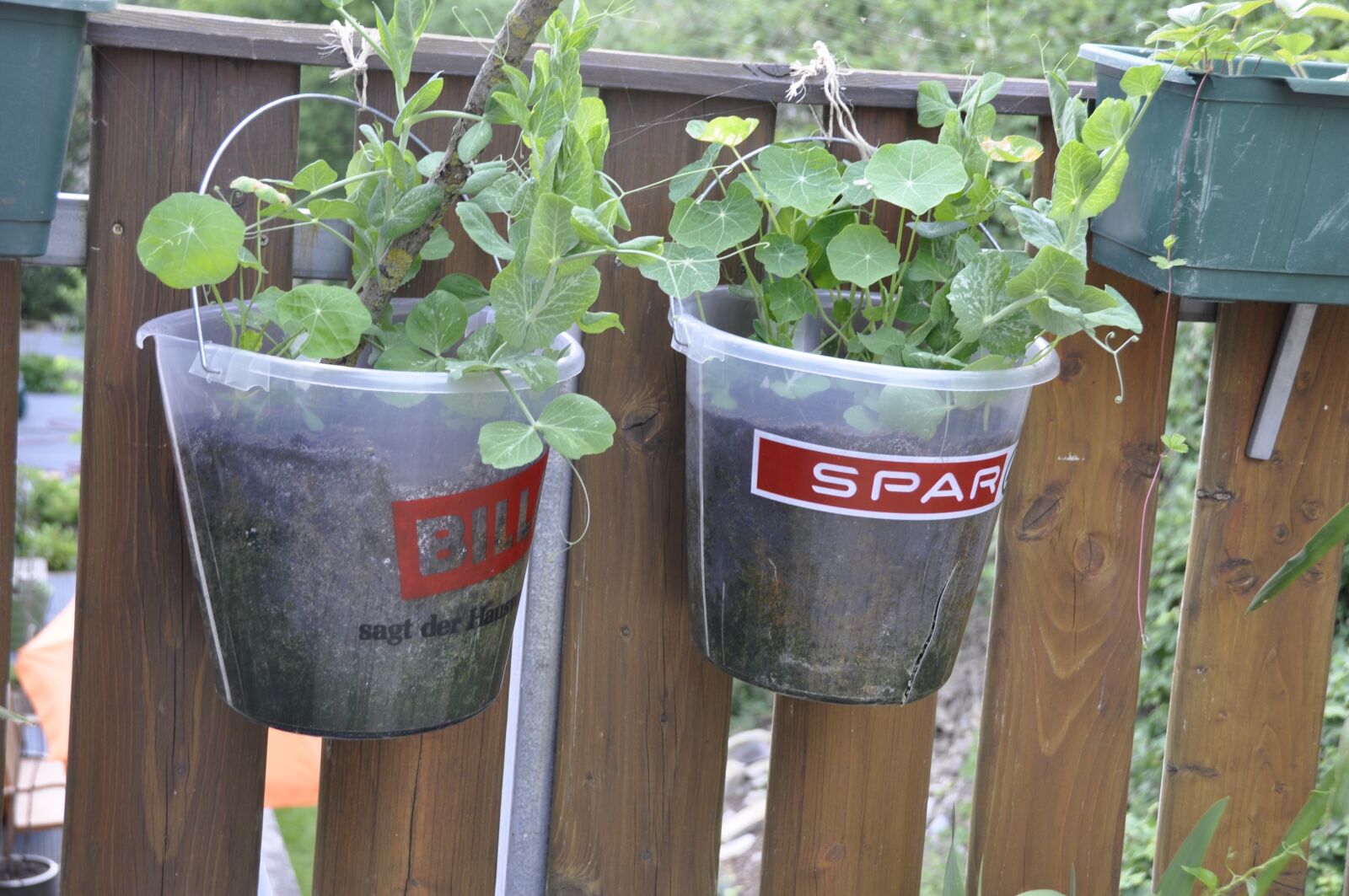 Nikon D90 sample photo. Bucket, diy, planting pot photography