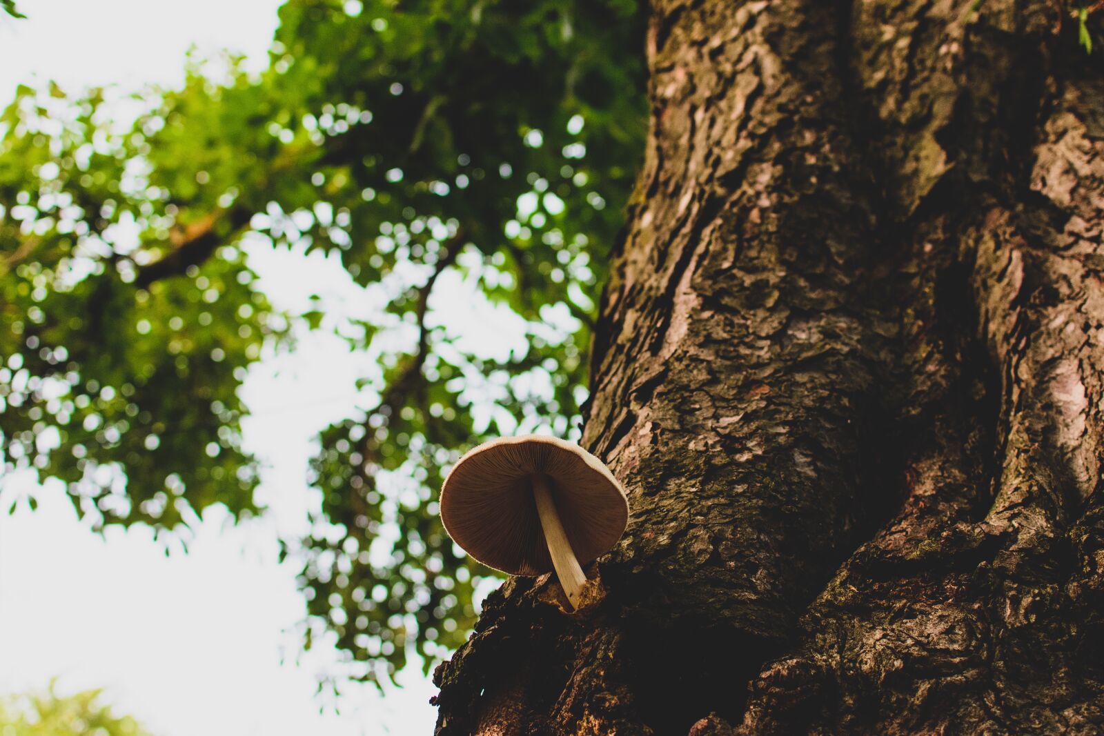 Nikon D3500 sample photo. Mushroom, tree, nature photography