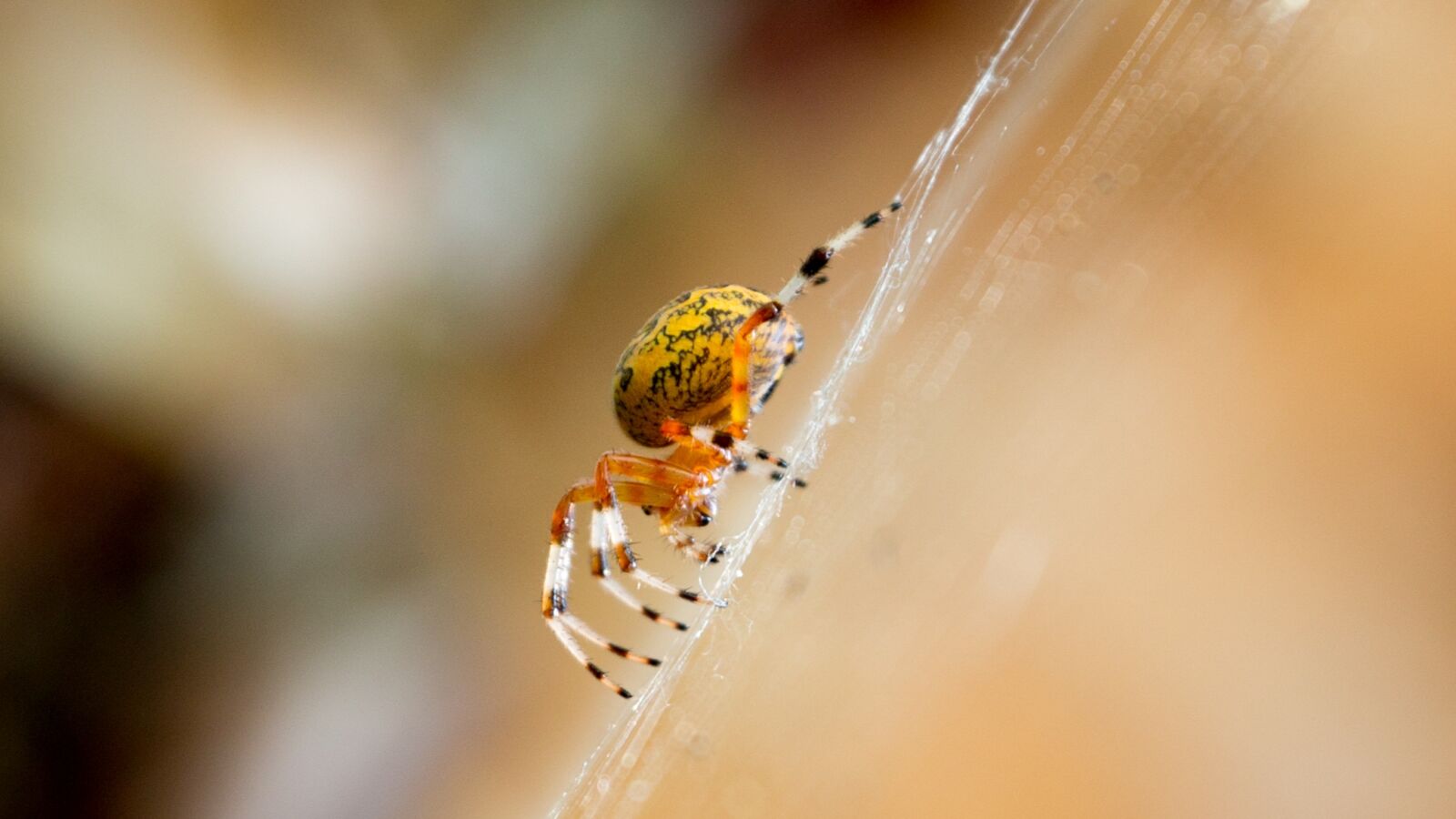 Canon EOS 5D Mark III sample photo. Yellow, spider, arachnid photography