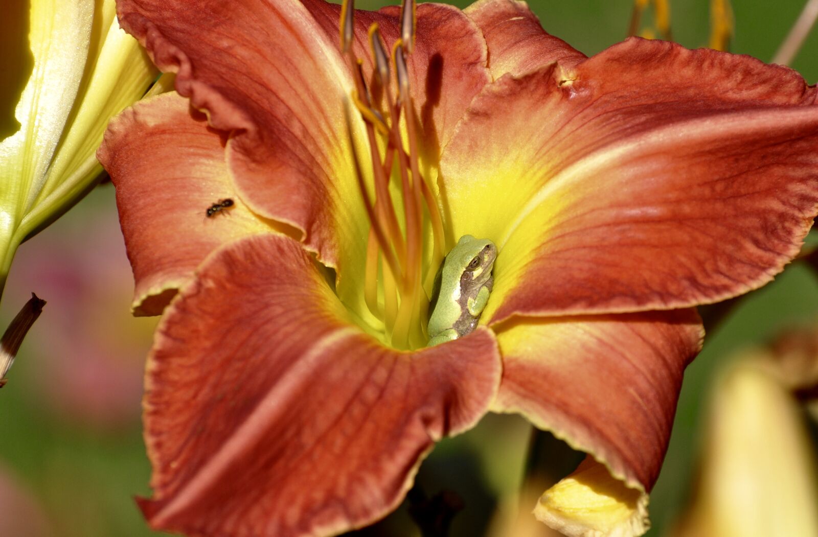 Nikon D90 sample photo. Frog, lily photography