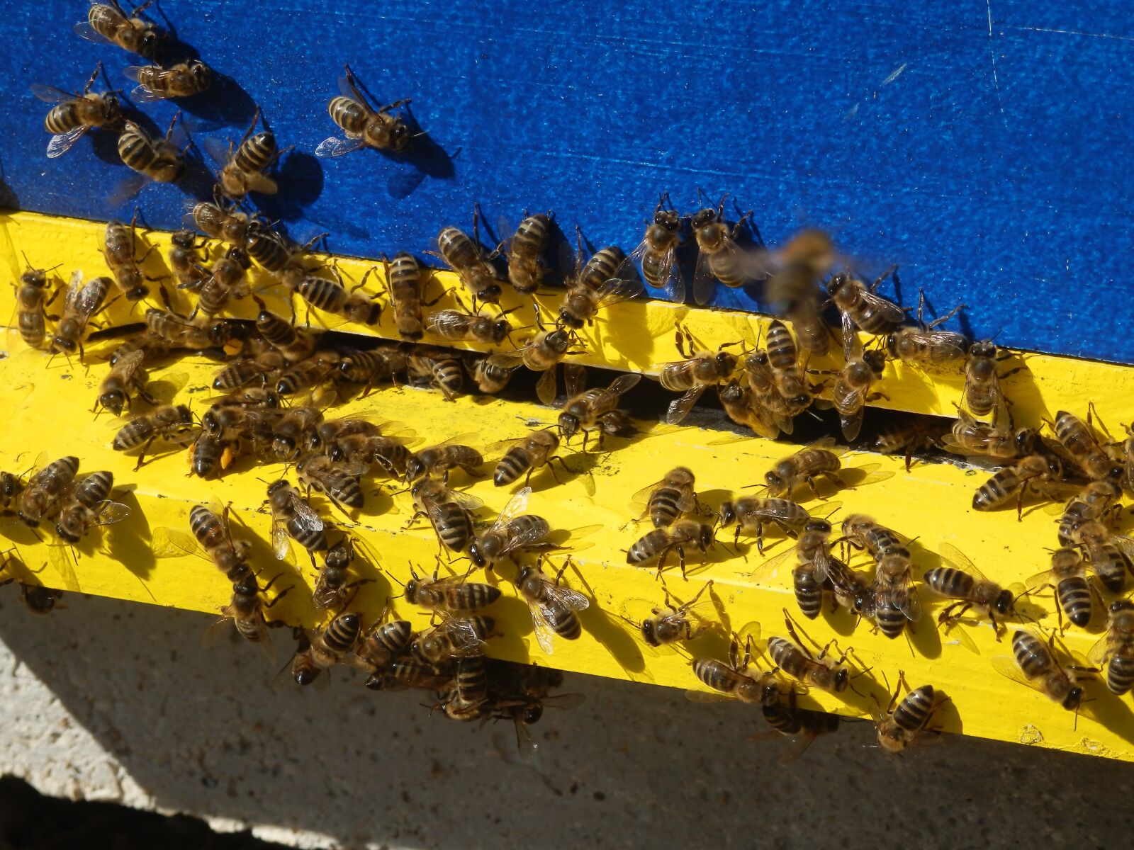 Olympus SZ-30MR sample photo. Honey bees, bee, bees photography